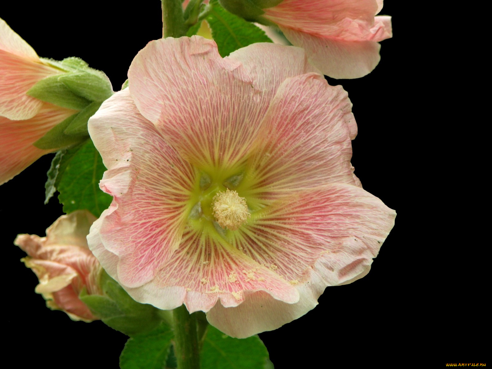 цветы, мальвы