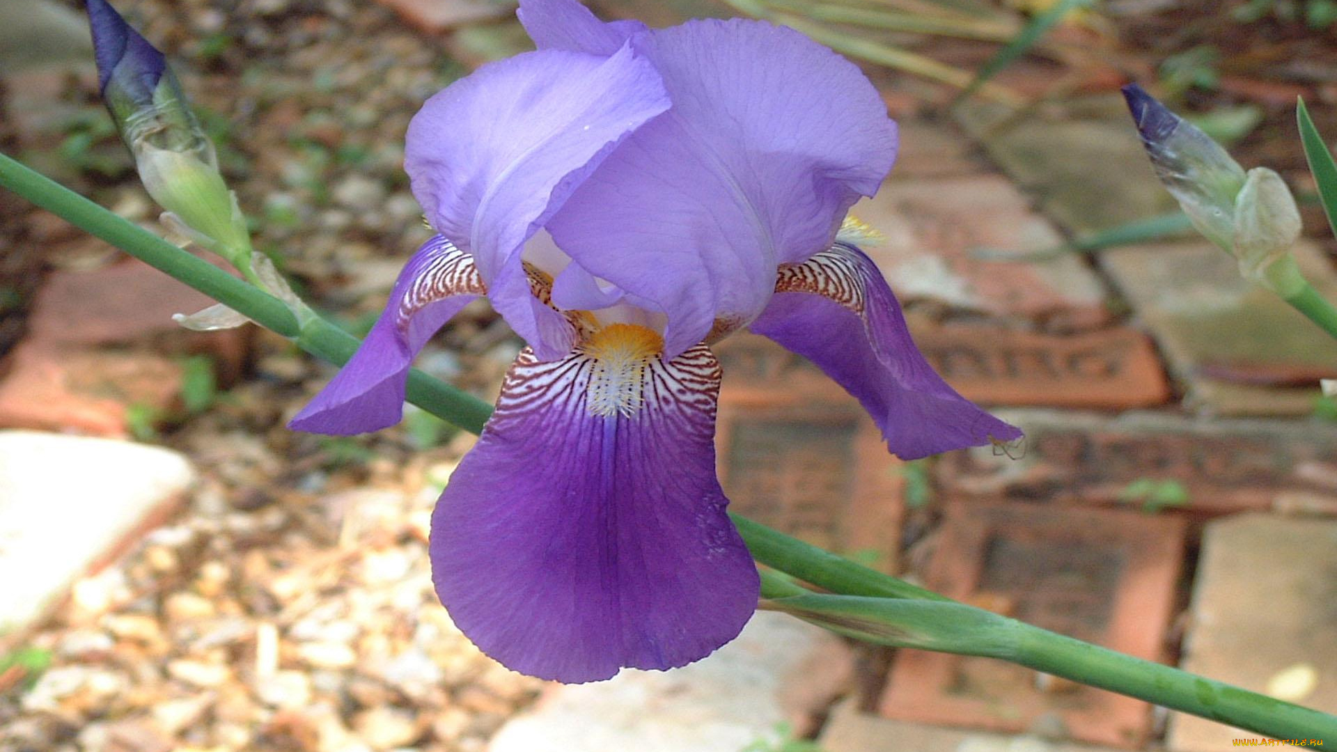 цветы, ирисы