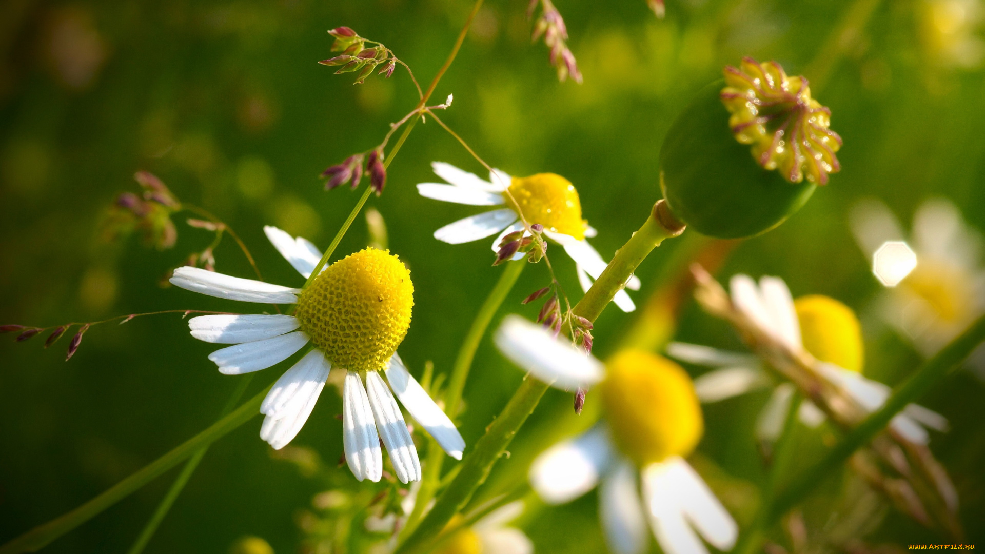цветы, ромашки