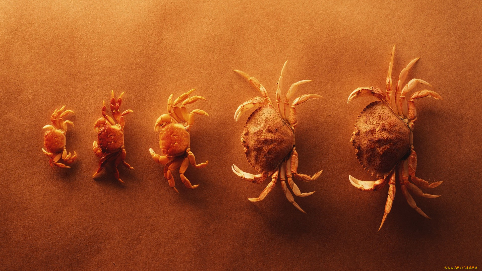 разное, ракушки, кораллы, декоративные, spa, камни