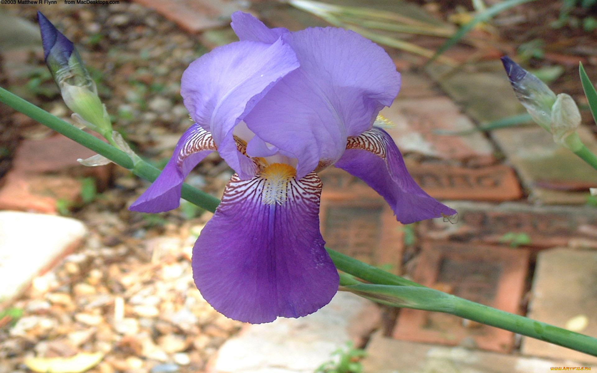 цветы, ирисы