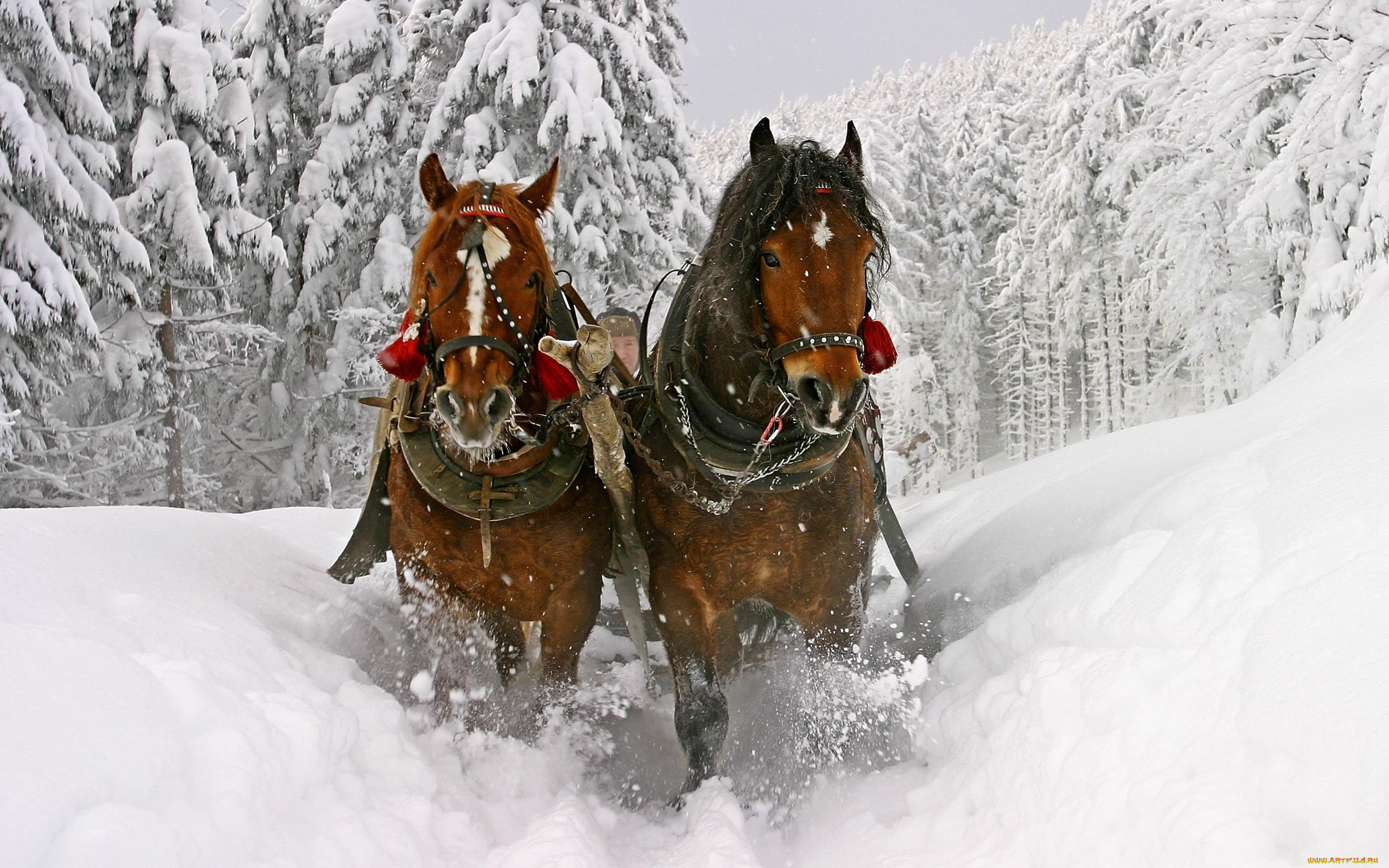 животные, лошади