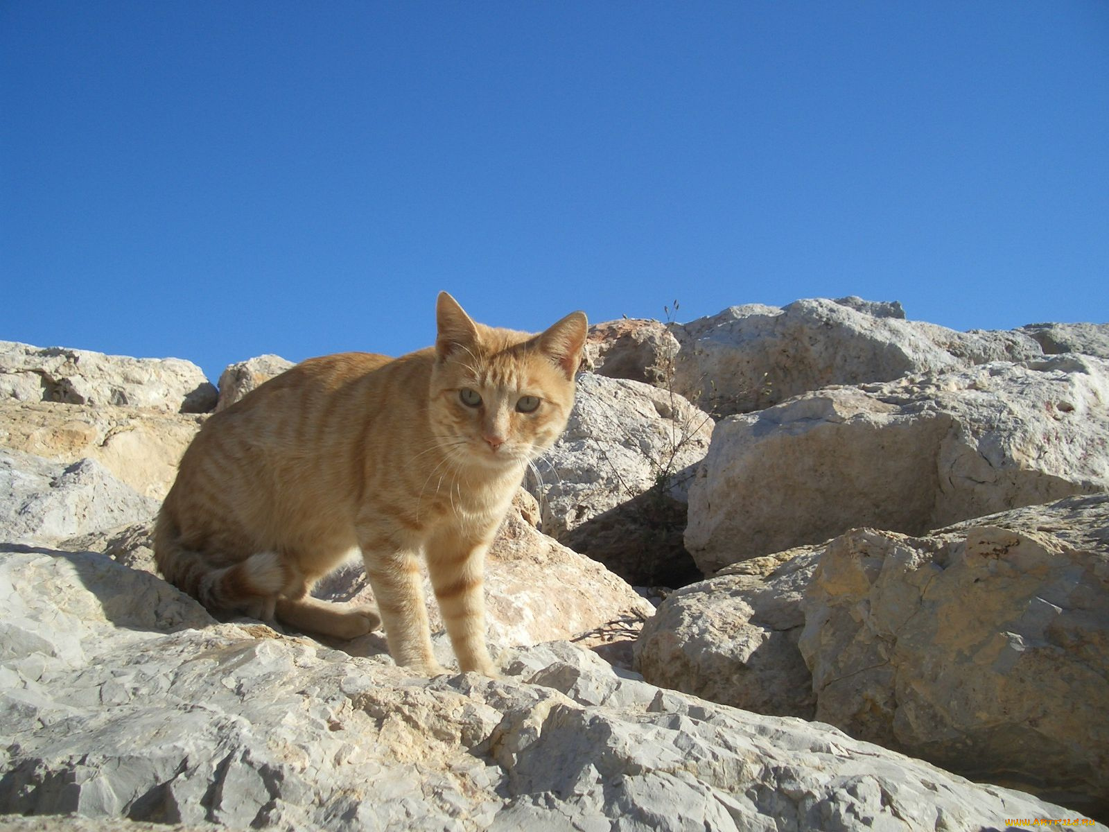 животные, коты, рыжий, кот