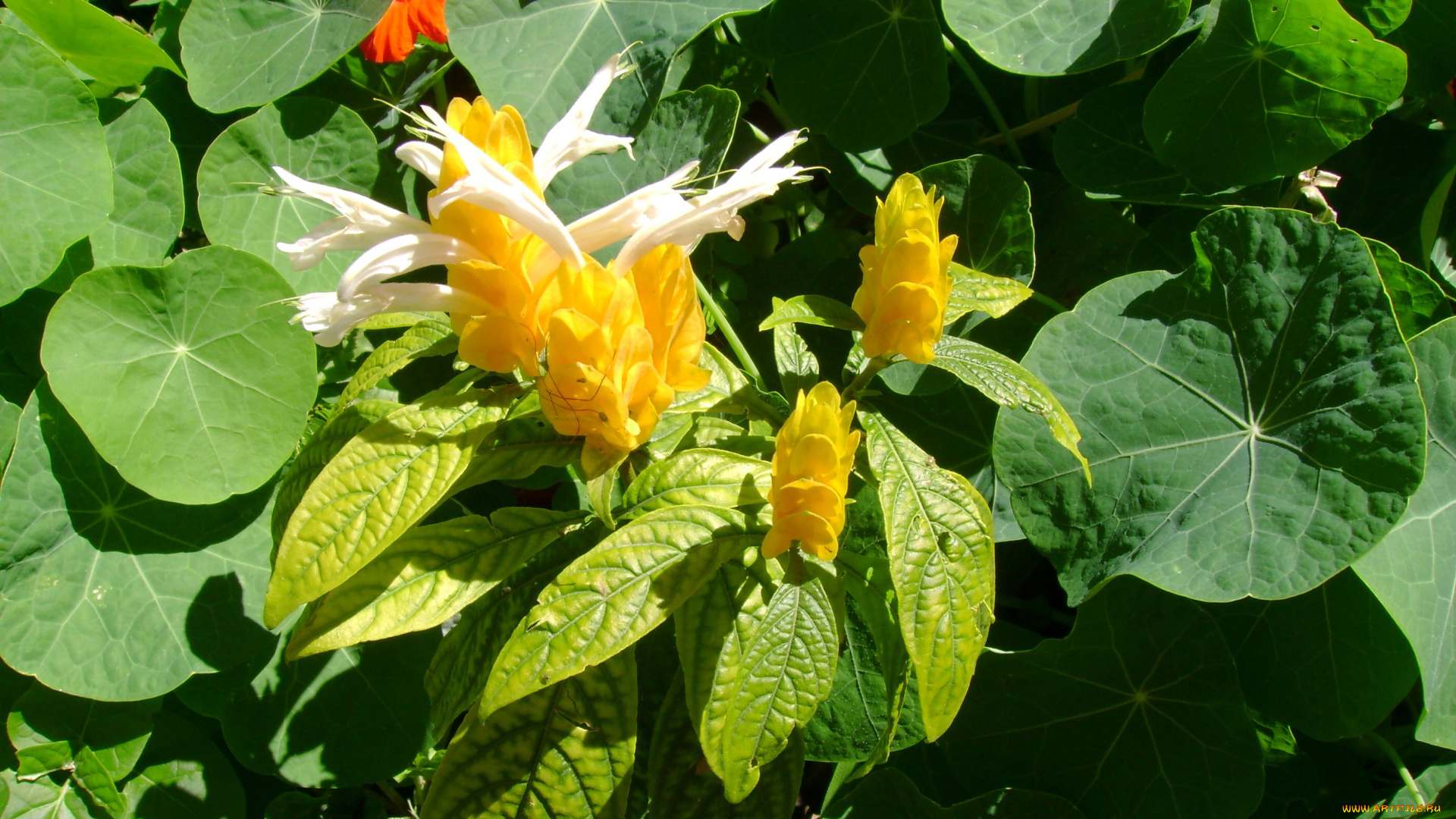 цветы, белый, желтый, зеленый, пахистахис