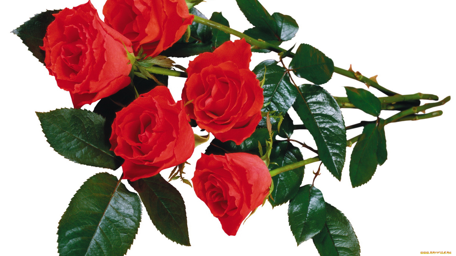 цветы, розы, алые