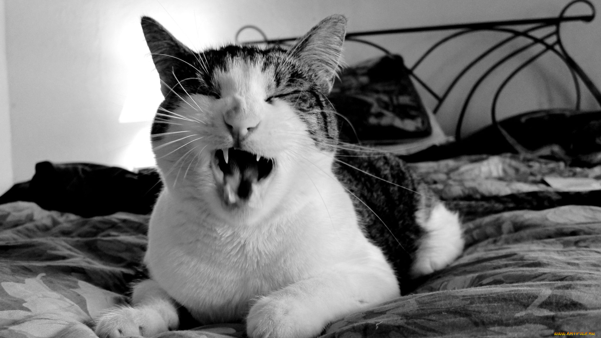 животные, коты, клыки