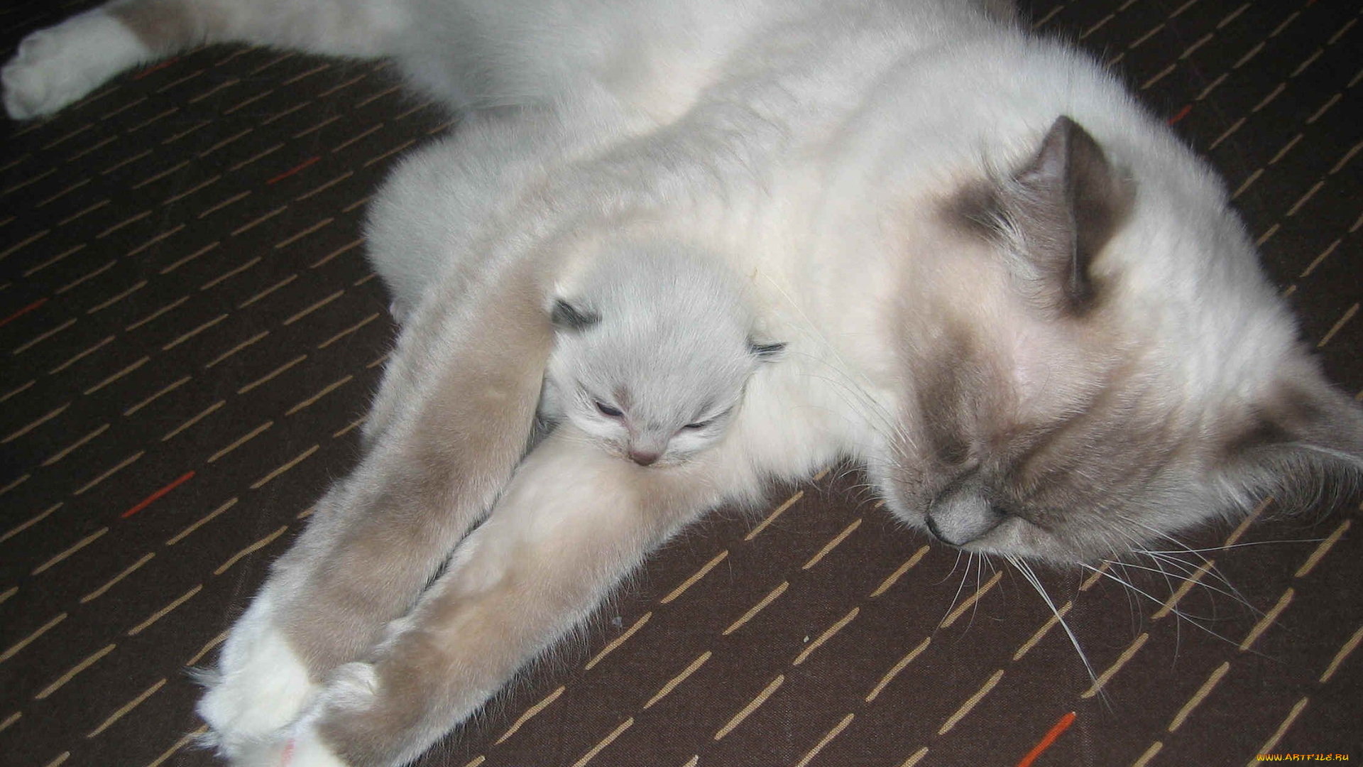 животные, коты, котенок, кошка