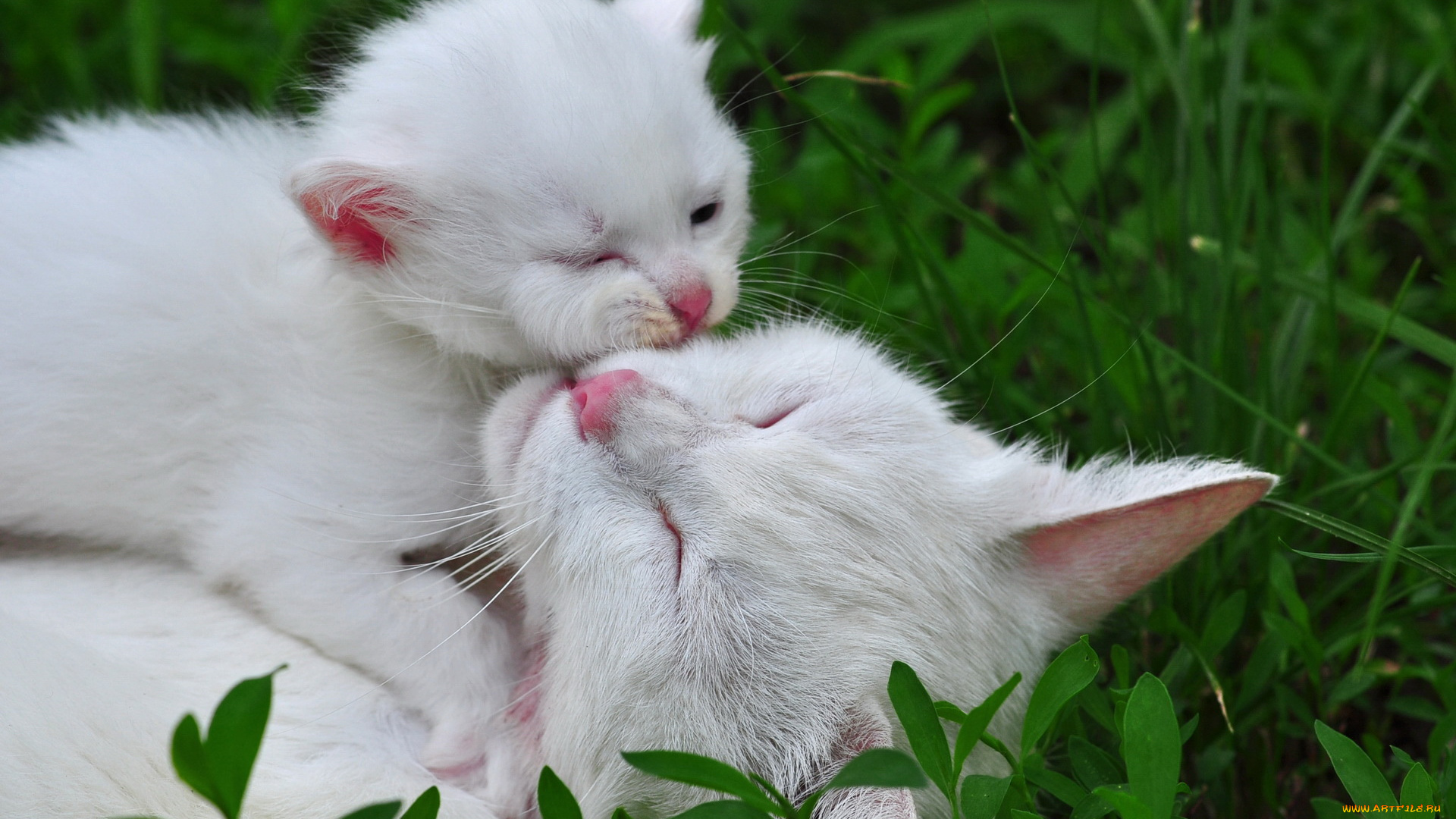 животные, коты, сон