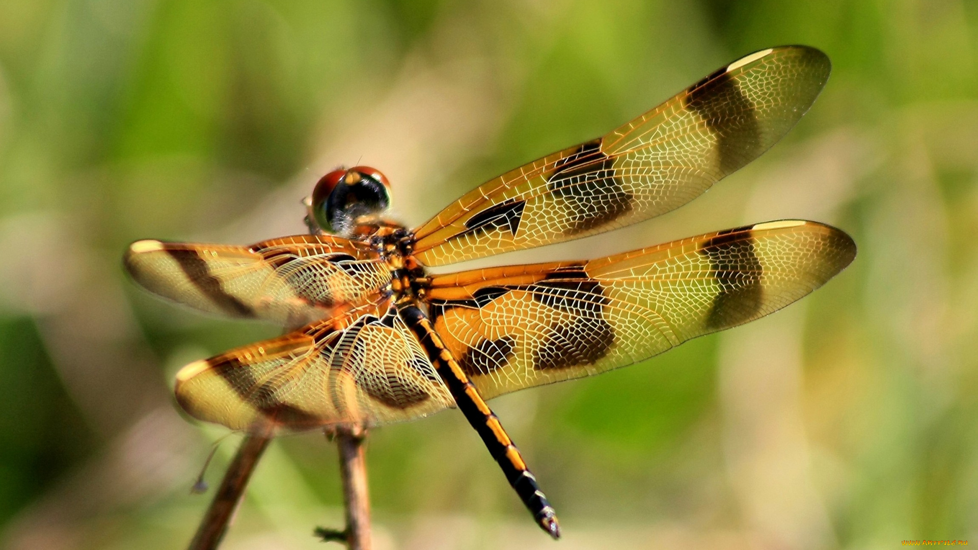 животные, стрекозы, прозрачный, крылья