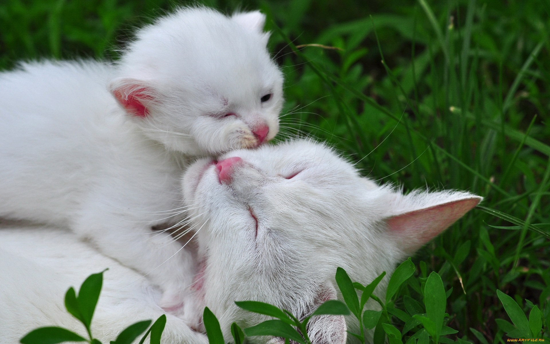 животные, коты, сон