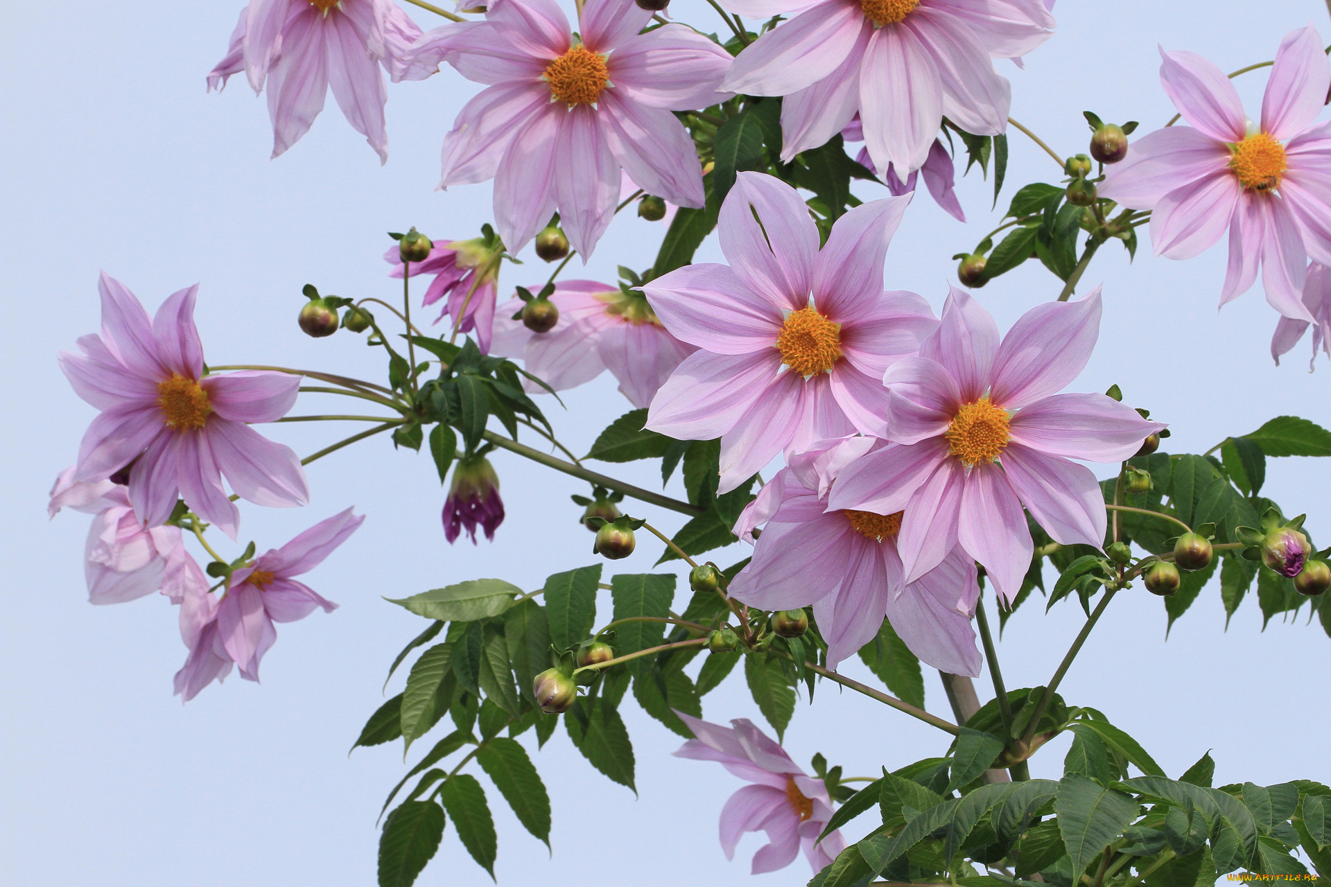 цветы, георгины, небо, листья