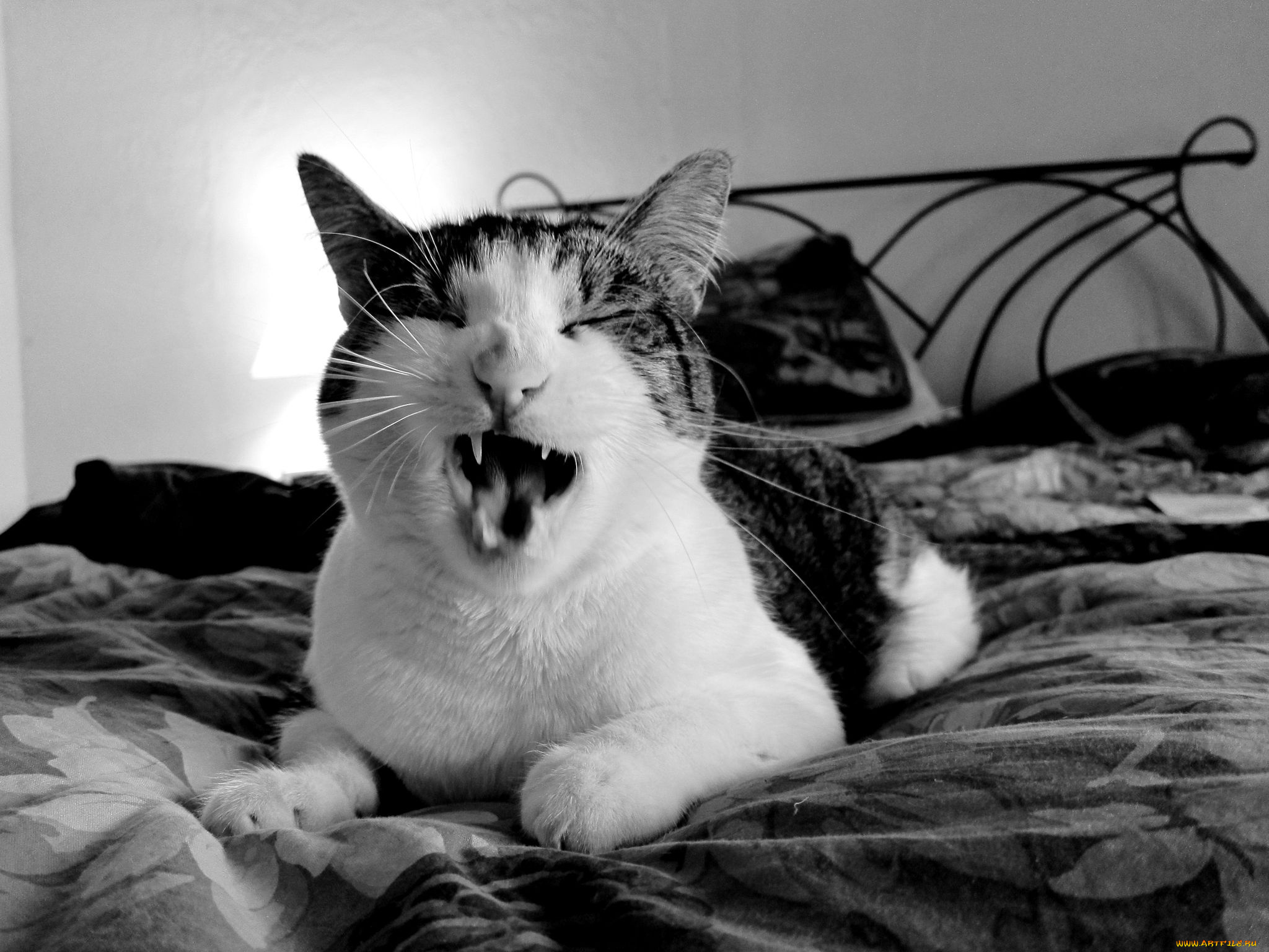 животные, коты, клыки