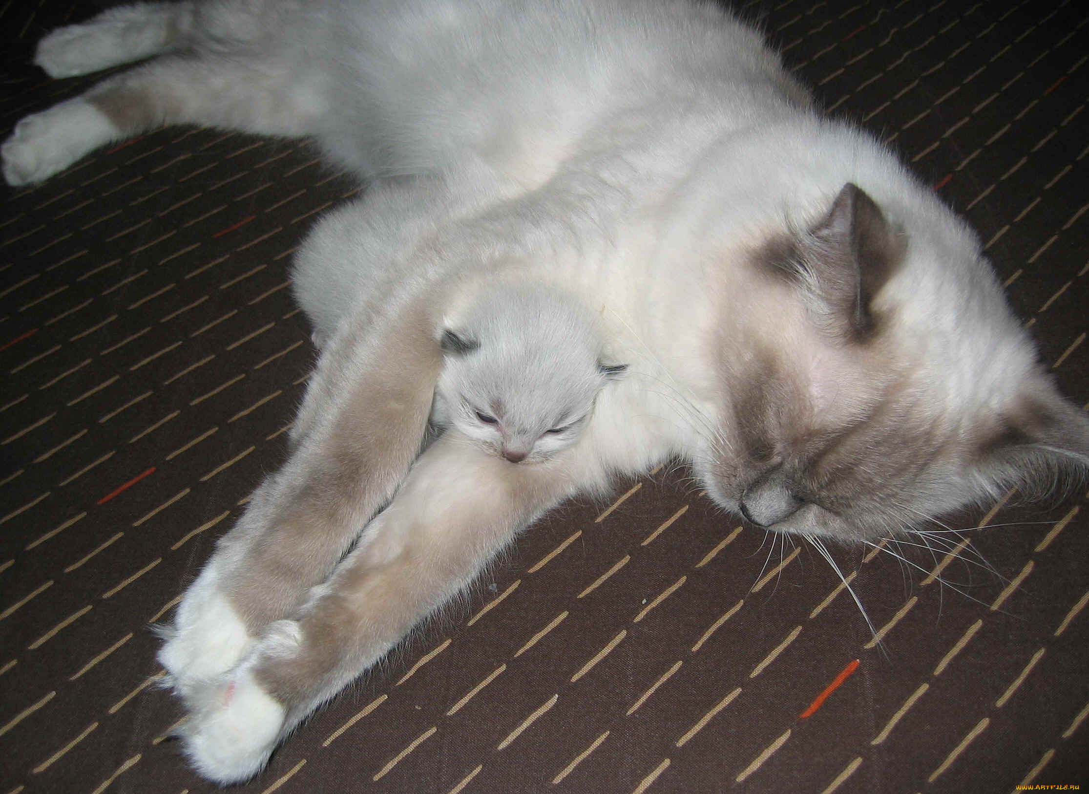 животные, коты, котенок, кошка