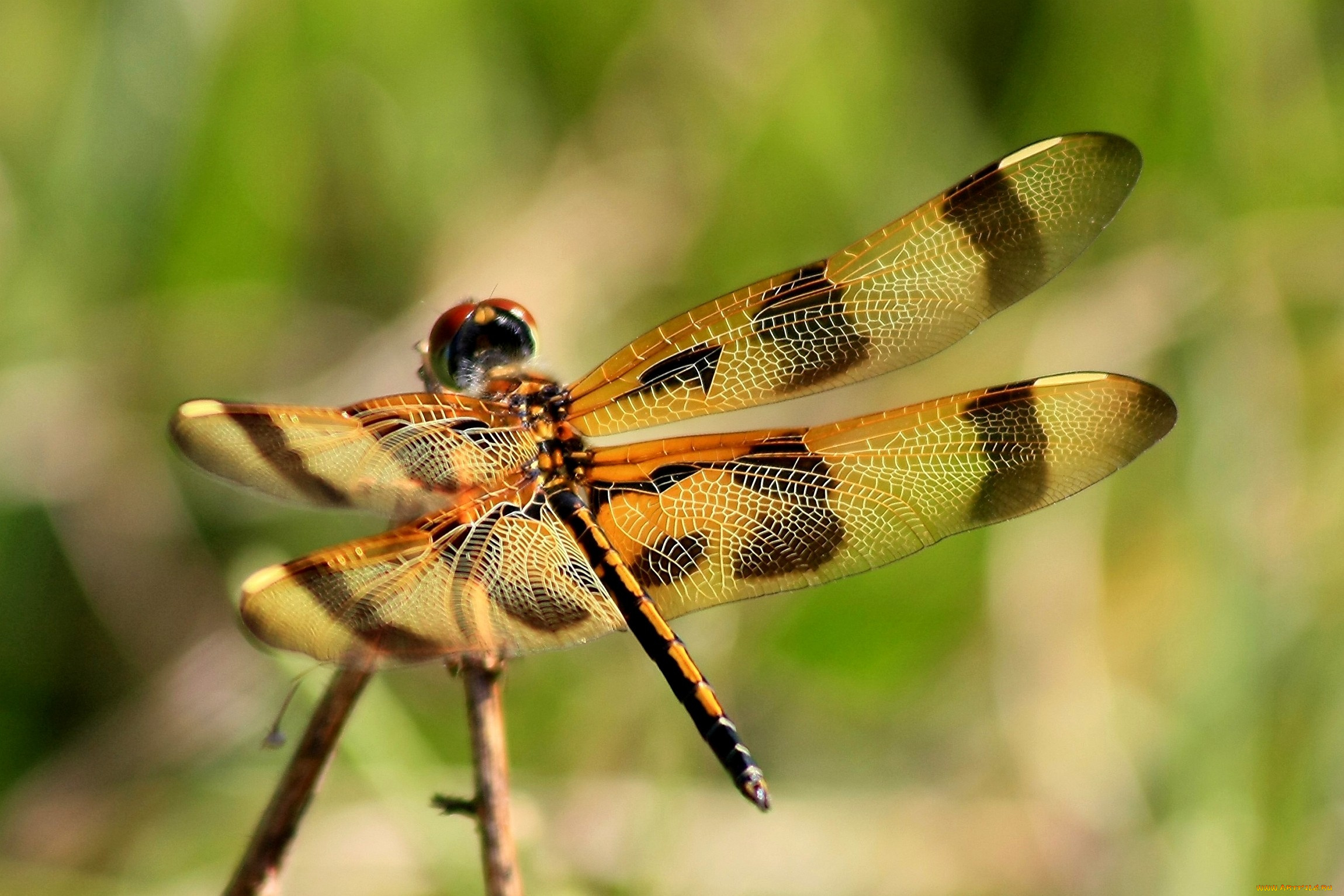 животные, стрекозы, прозрачный, крылья