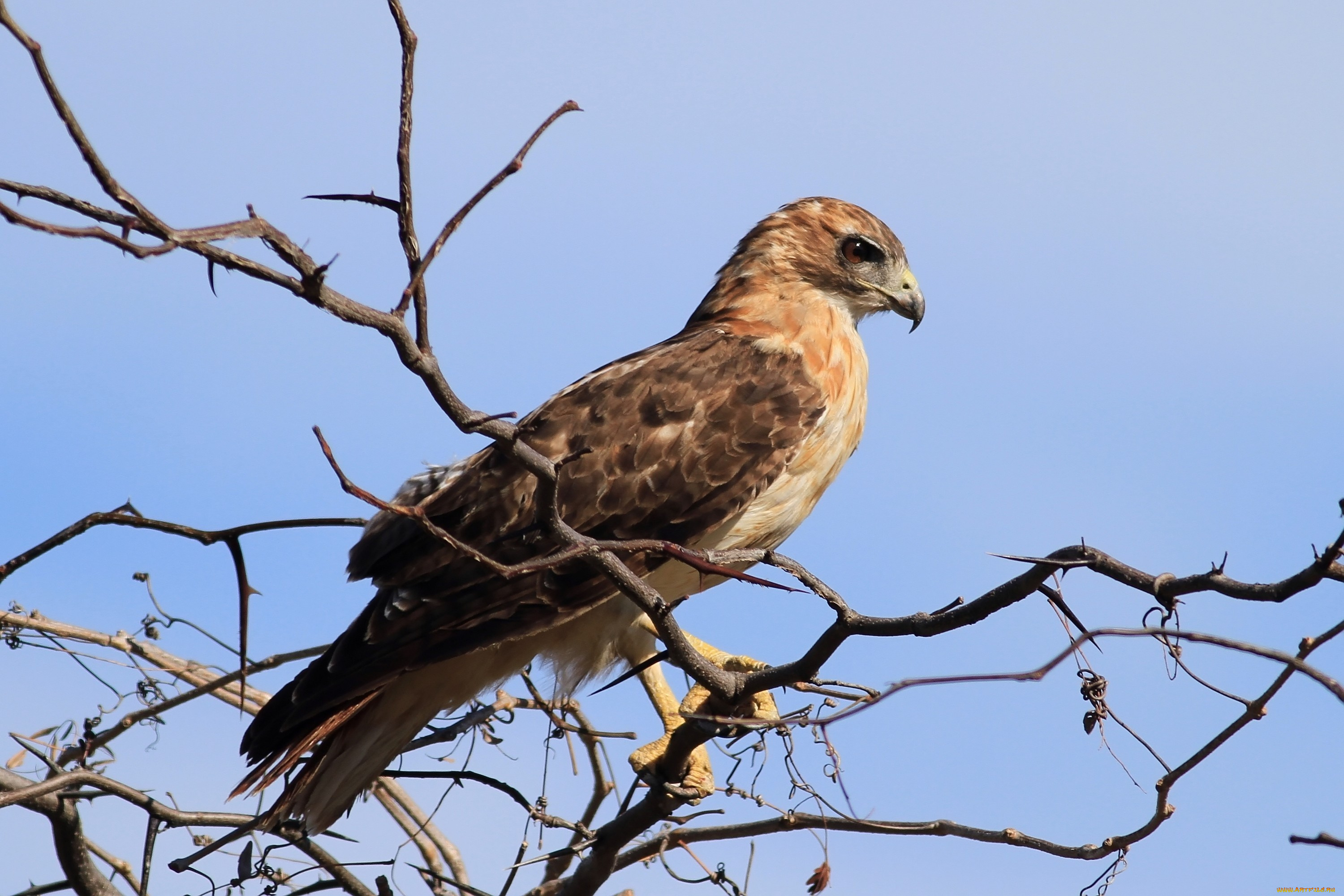 животные, птицы, хищники, взгляд, ветки