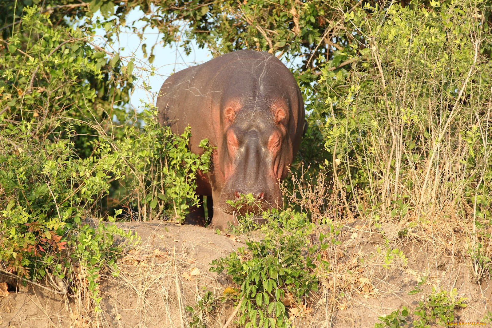 животные, бегемоты, бегемот, кусты