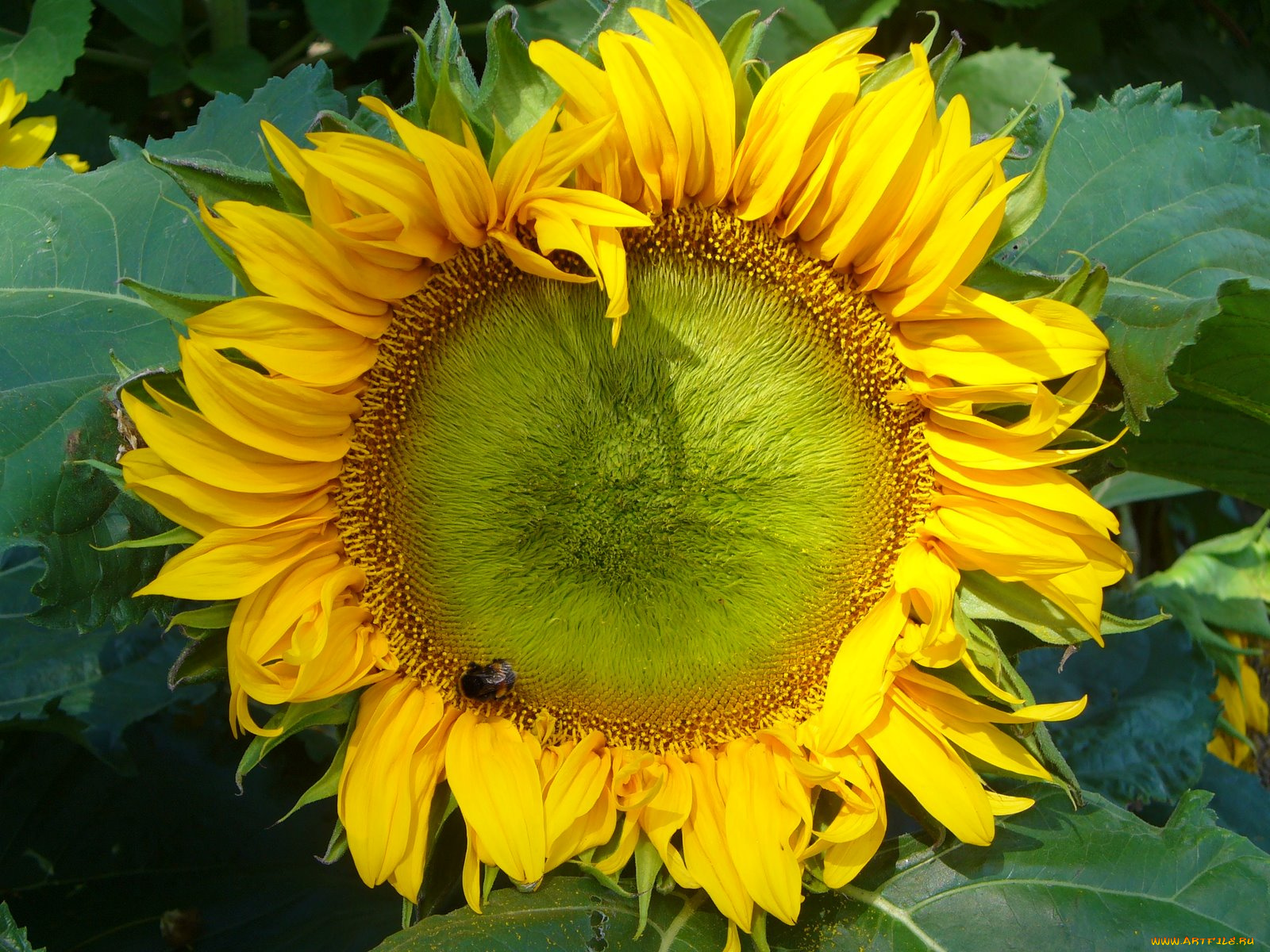цветы, подсолнухи, подсолнух