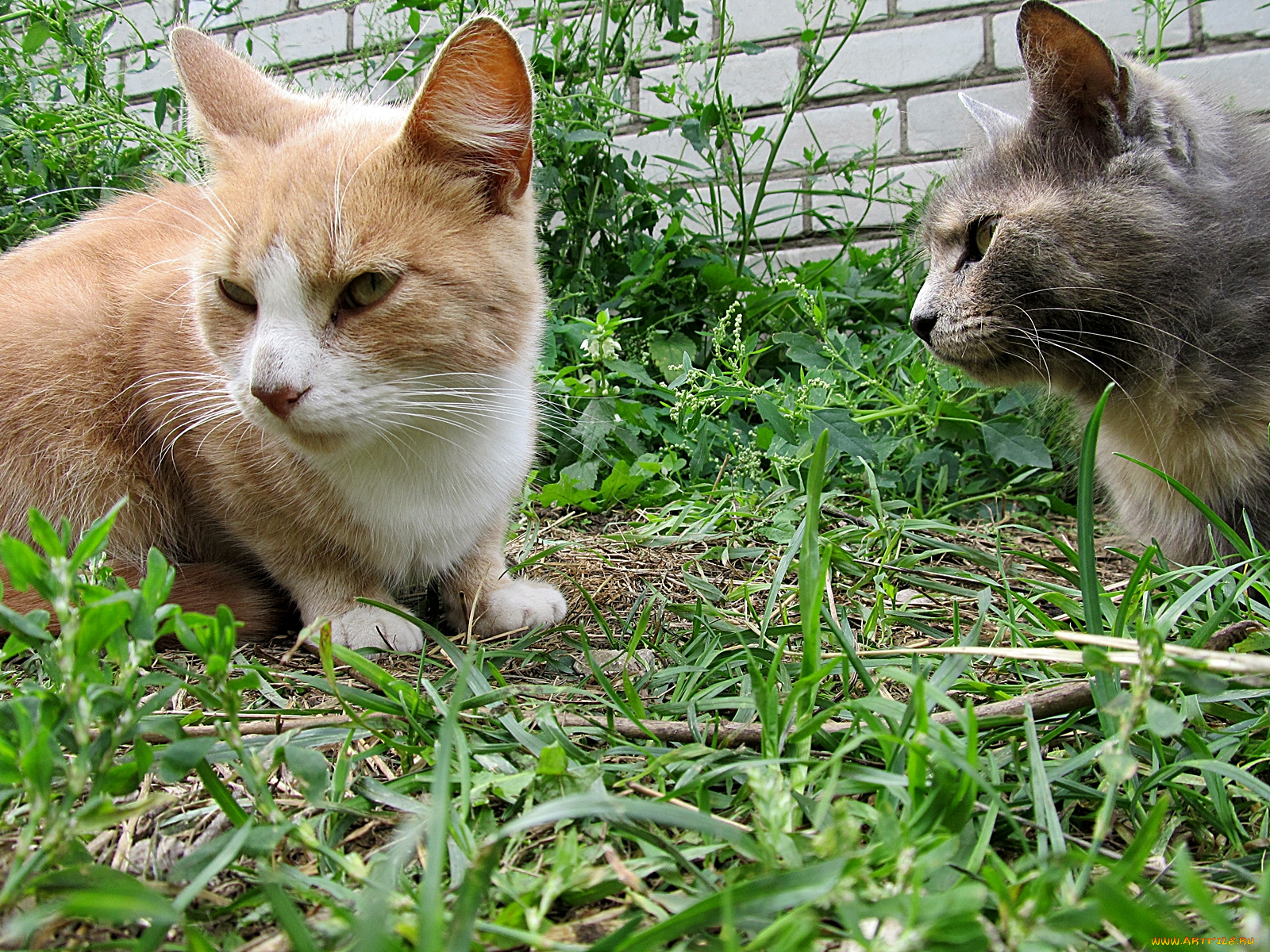 животные, коты, трава