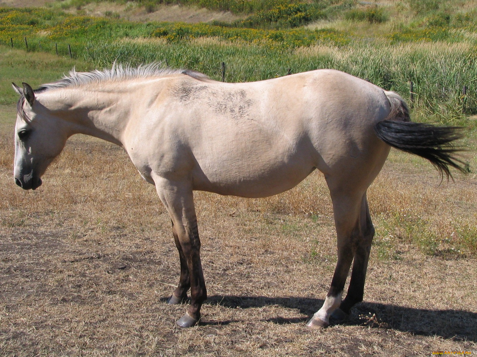 животные, лошади, лошадь