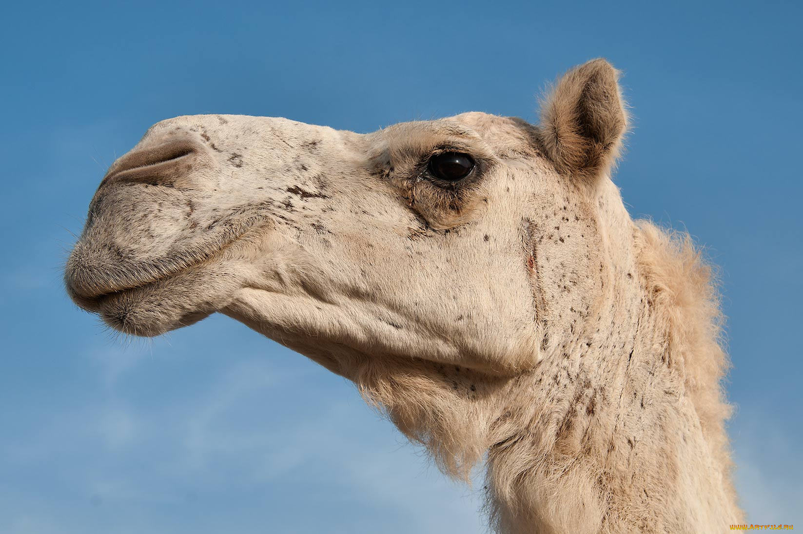 животные, верблюды, верблюд
