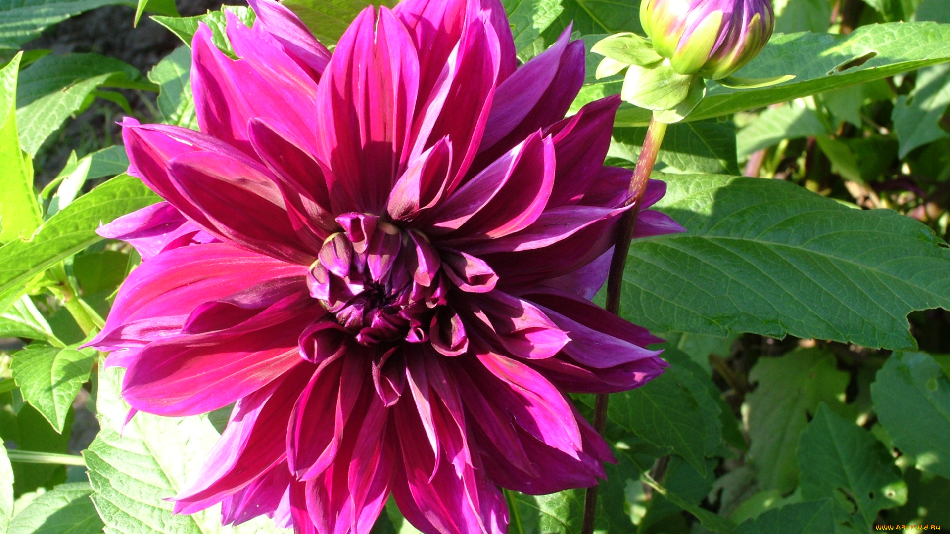 цветы, георгины