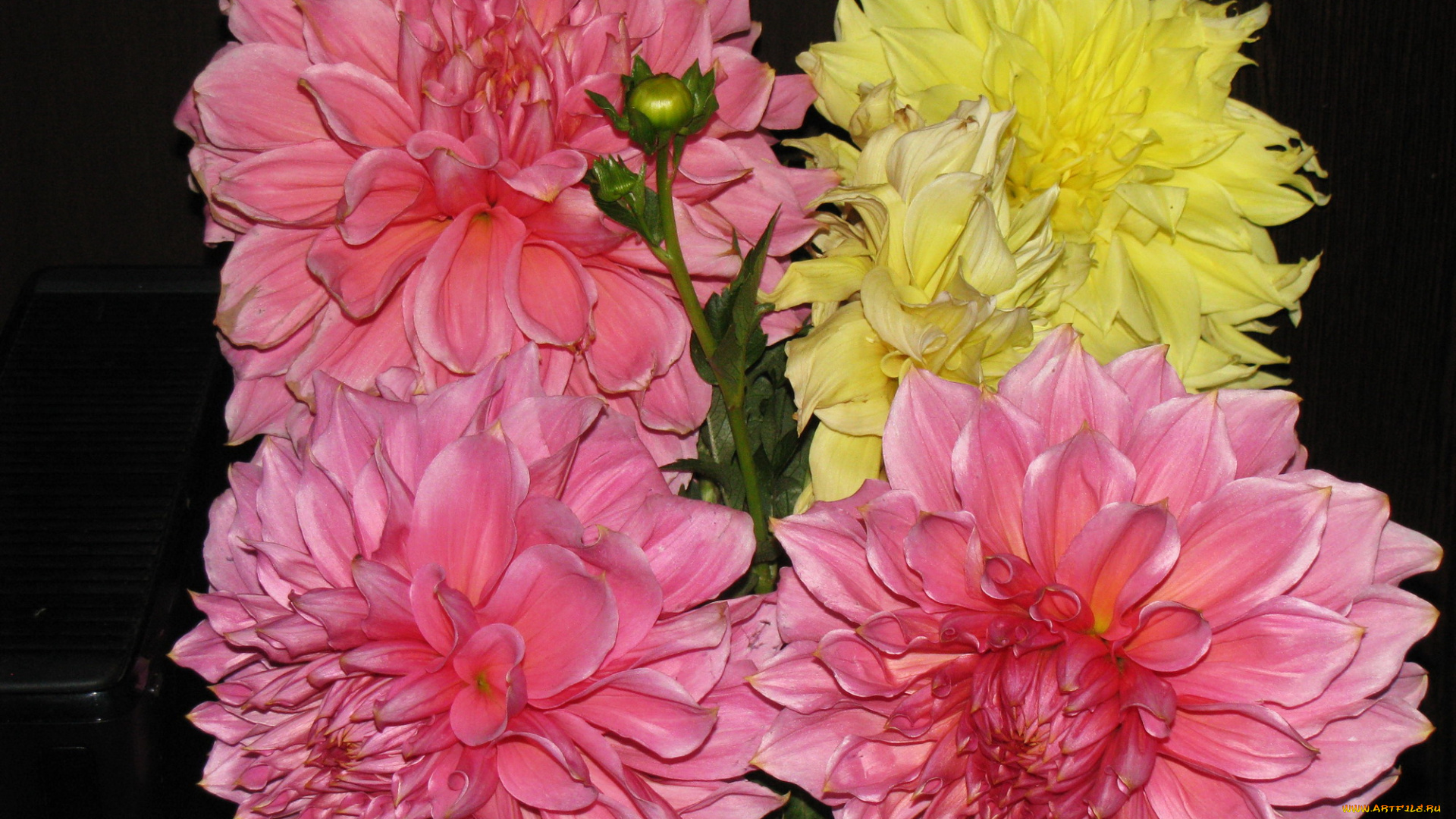 цветы, георгины