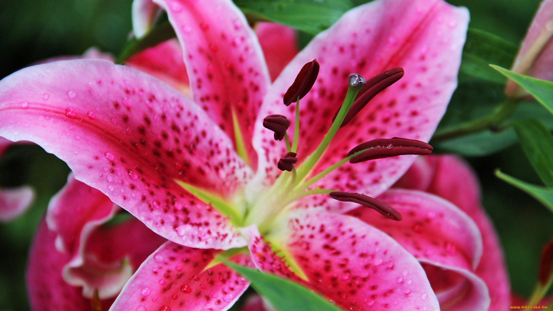 цветы, лилии, лилейники, капли, макро