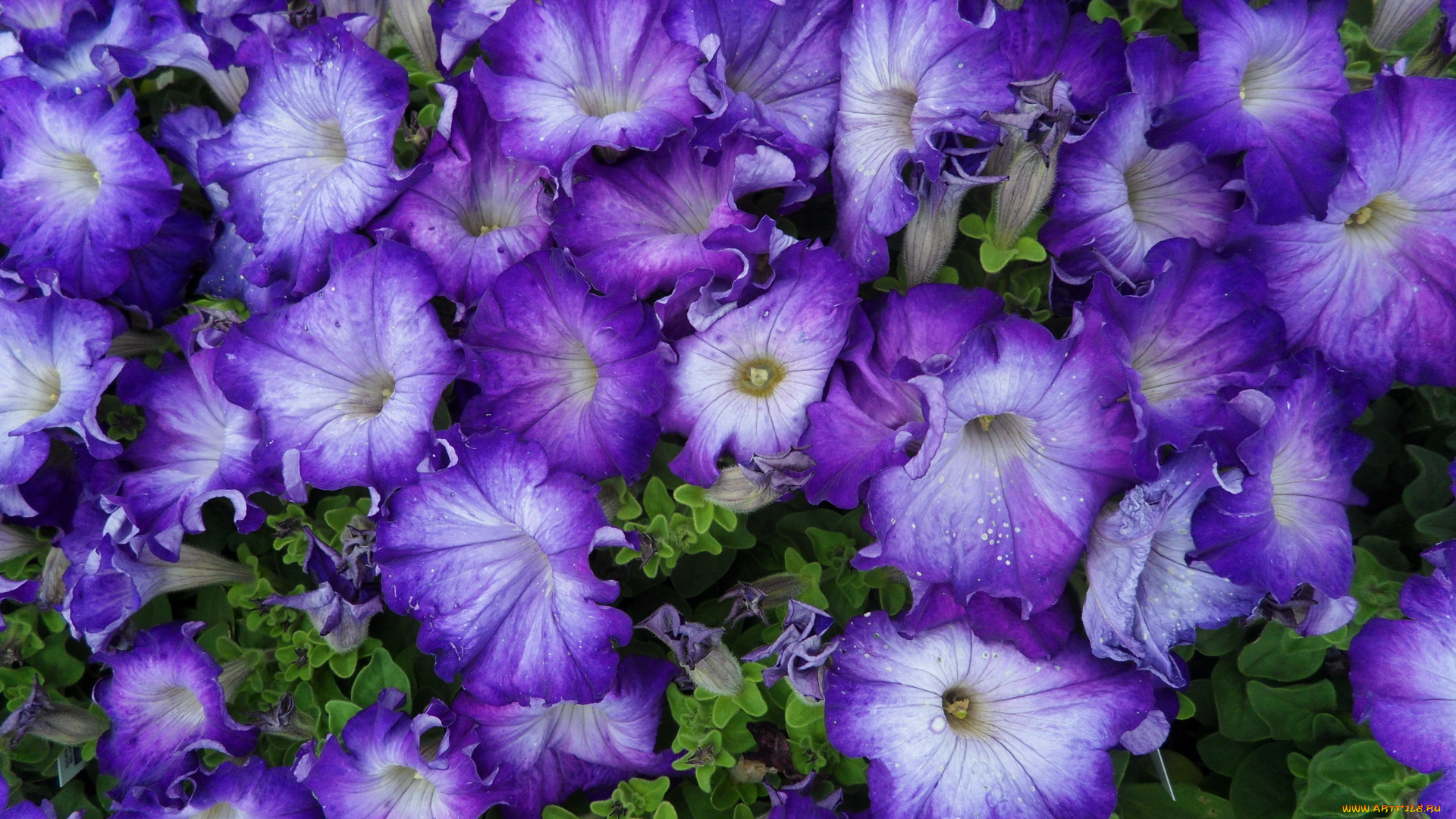 цветы, петунии, калибрахоа, петунья