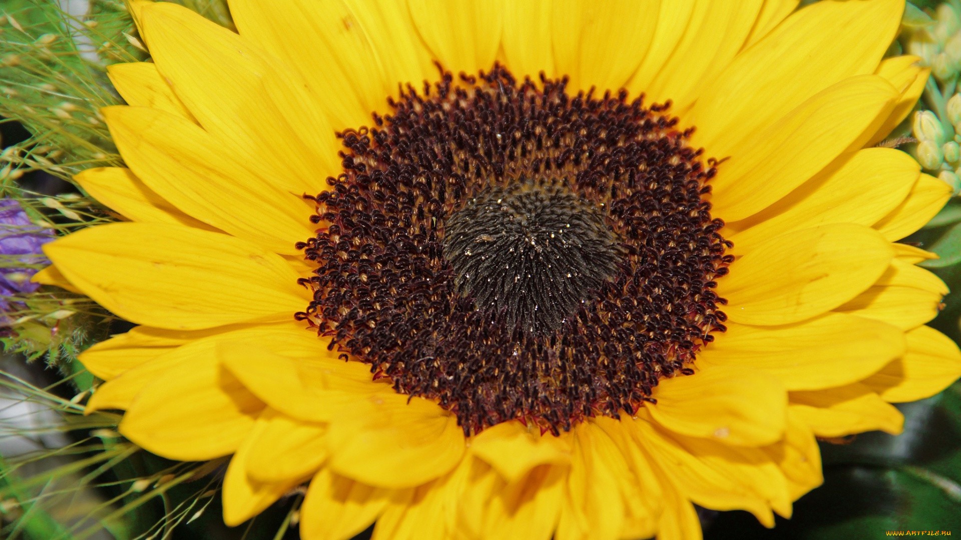 цветы, подсолнухи, желтый