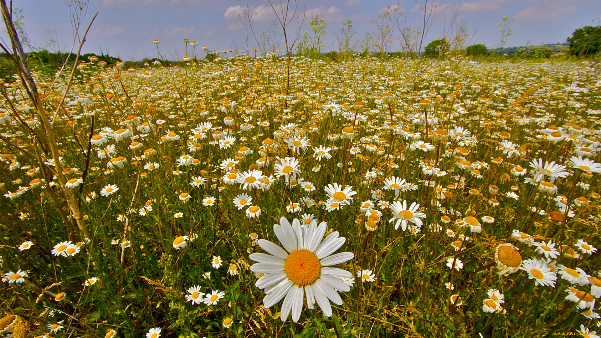 цветы, ромашки, поле