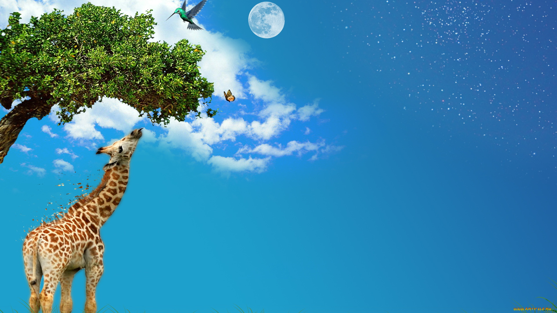 разное, компьютерный, дизайн, колибри, бабочка, жираф, дерево