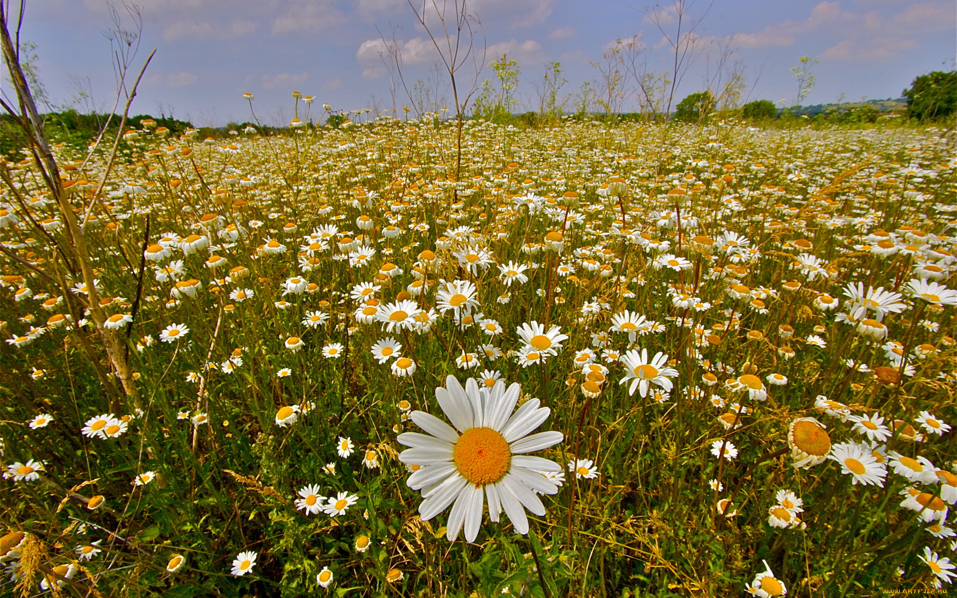 цветы, ромашки, поле