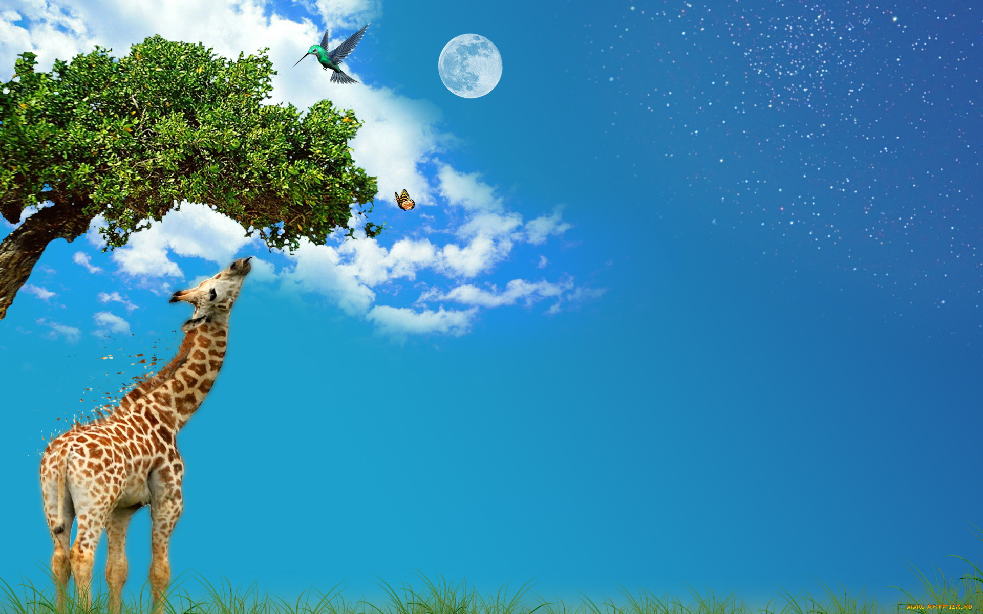 разное, компьютерный, дизайн, колибри, бабочка, жираф, дерево