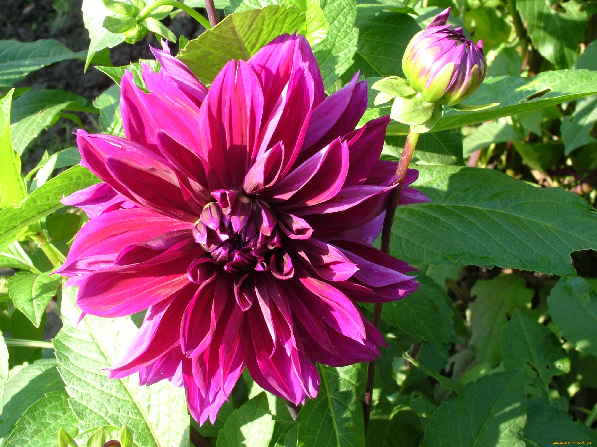 цветы, георгины