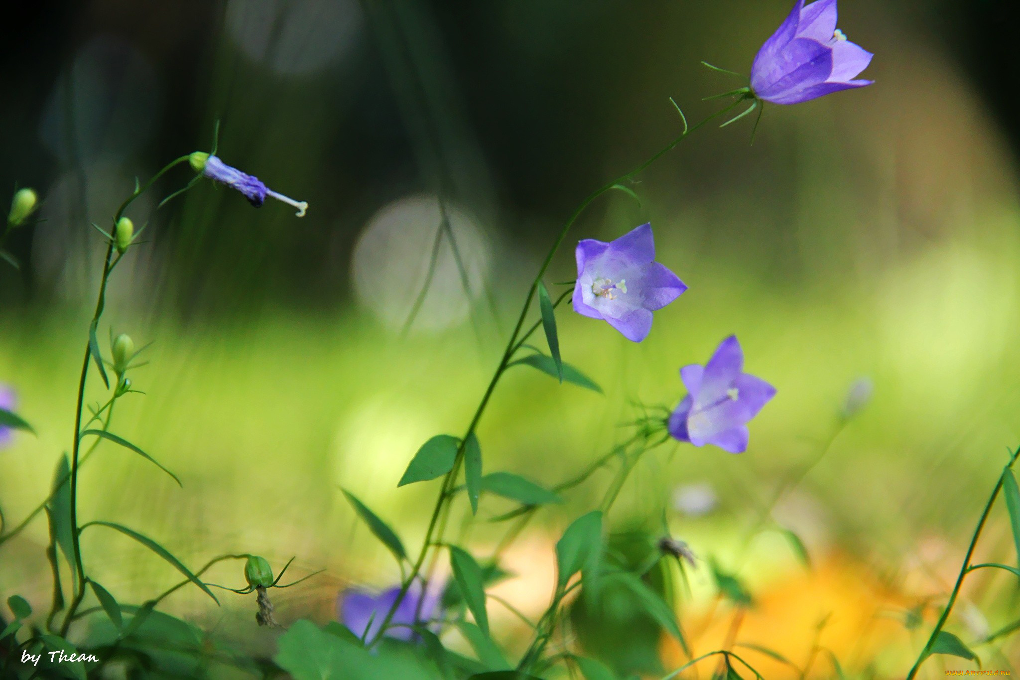 цветы, колокольчики