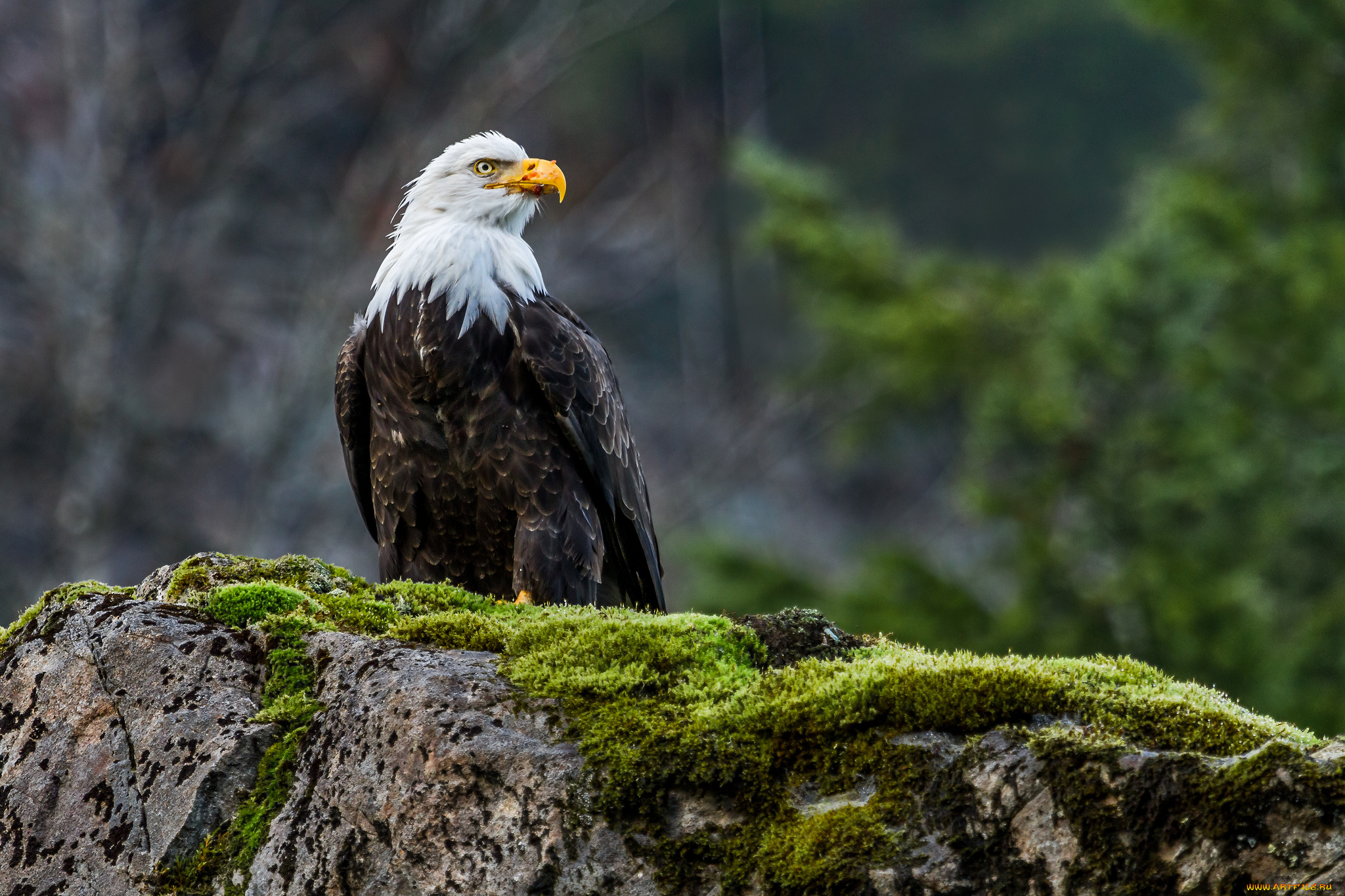 животные, птицы, хищники, белоголовый, орлан