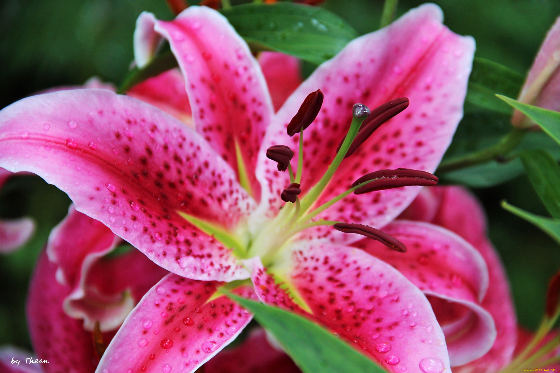 цветы, лилии, лилейники, капли, макро