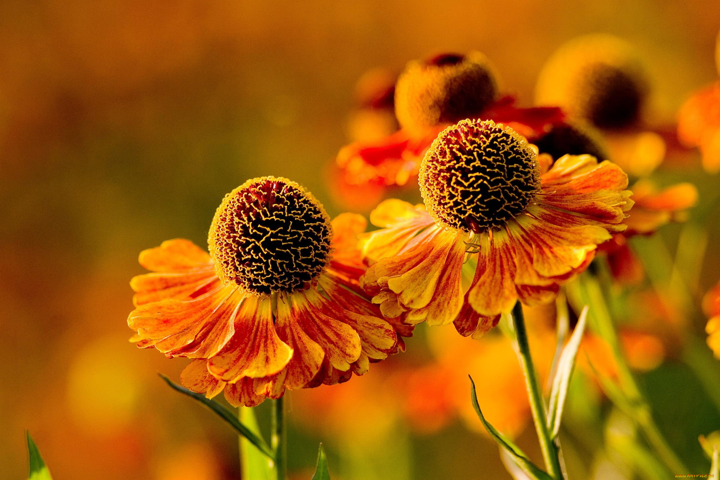 цветы, гайлардии, гелениумы, гелениум