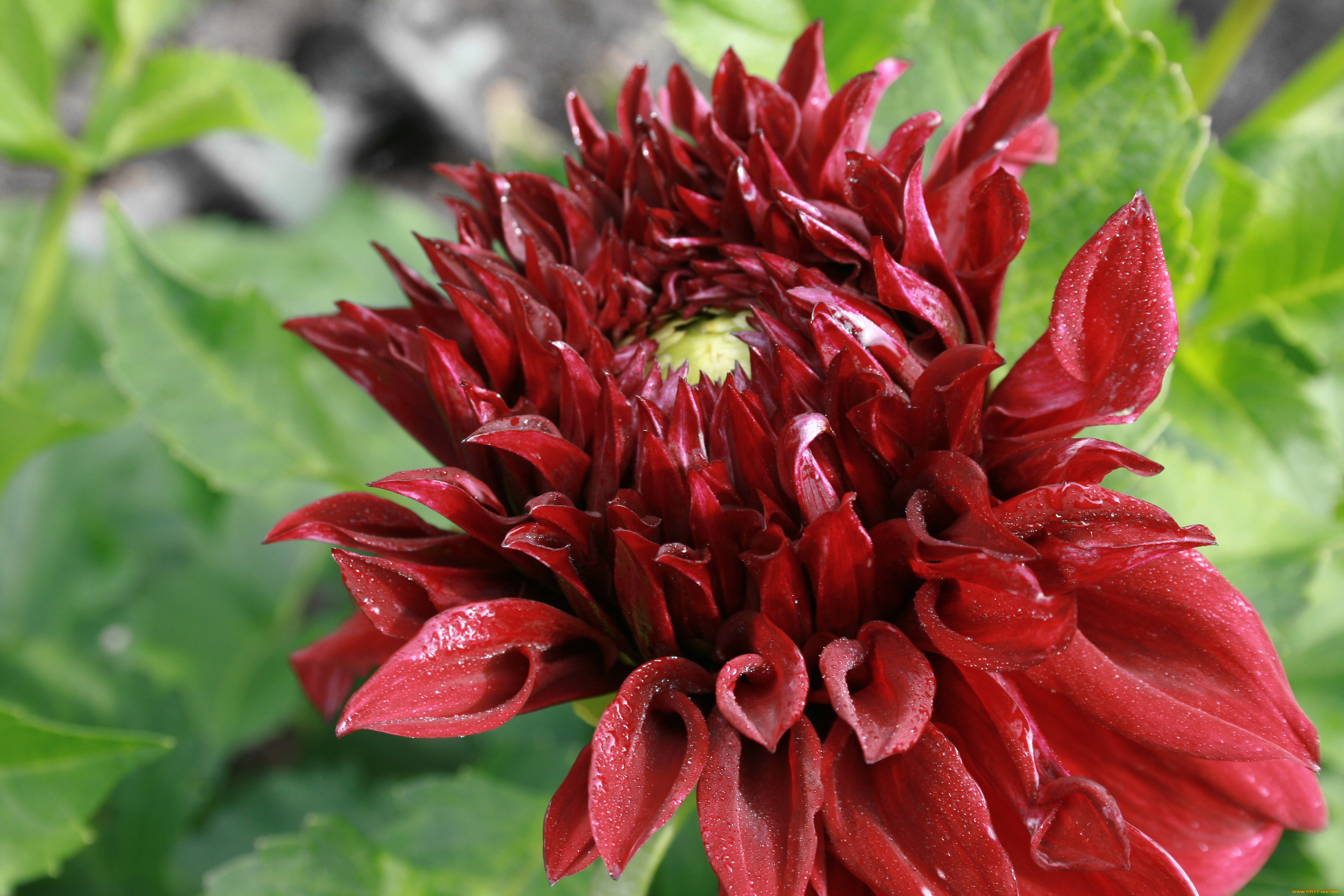 цветы, георгины