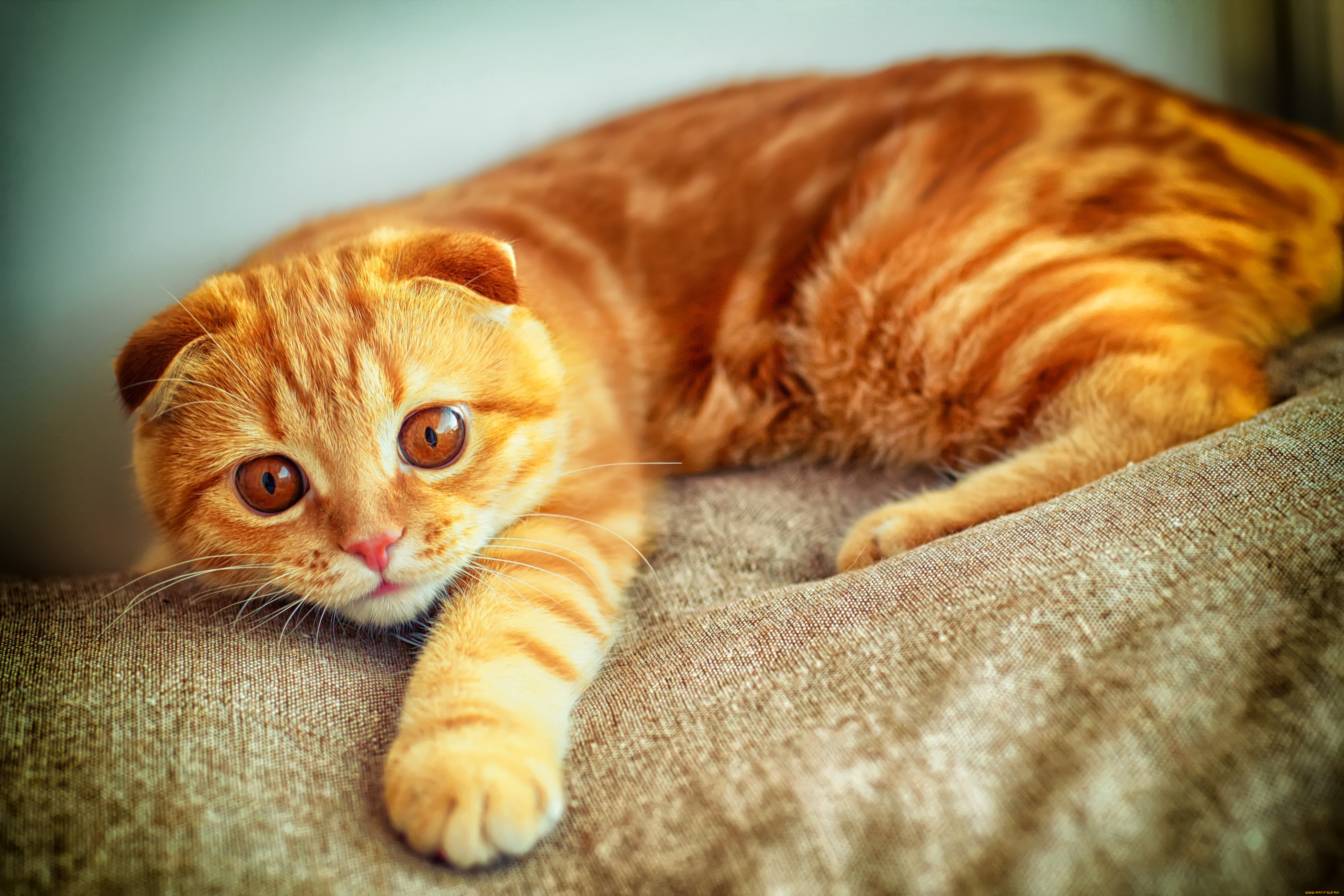 животные, коты, рыжий, кот, вислоухий