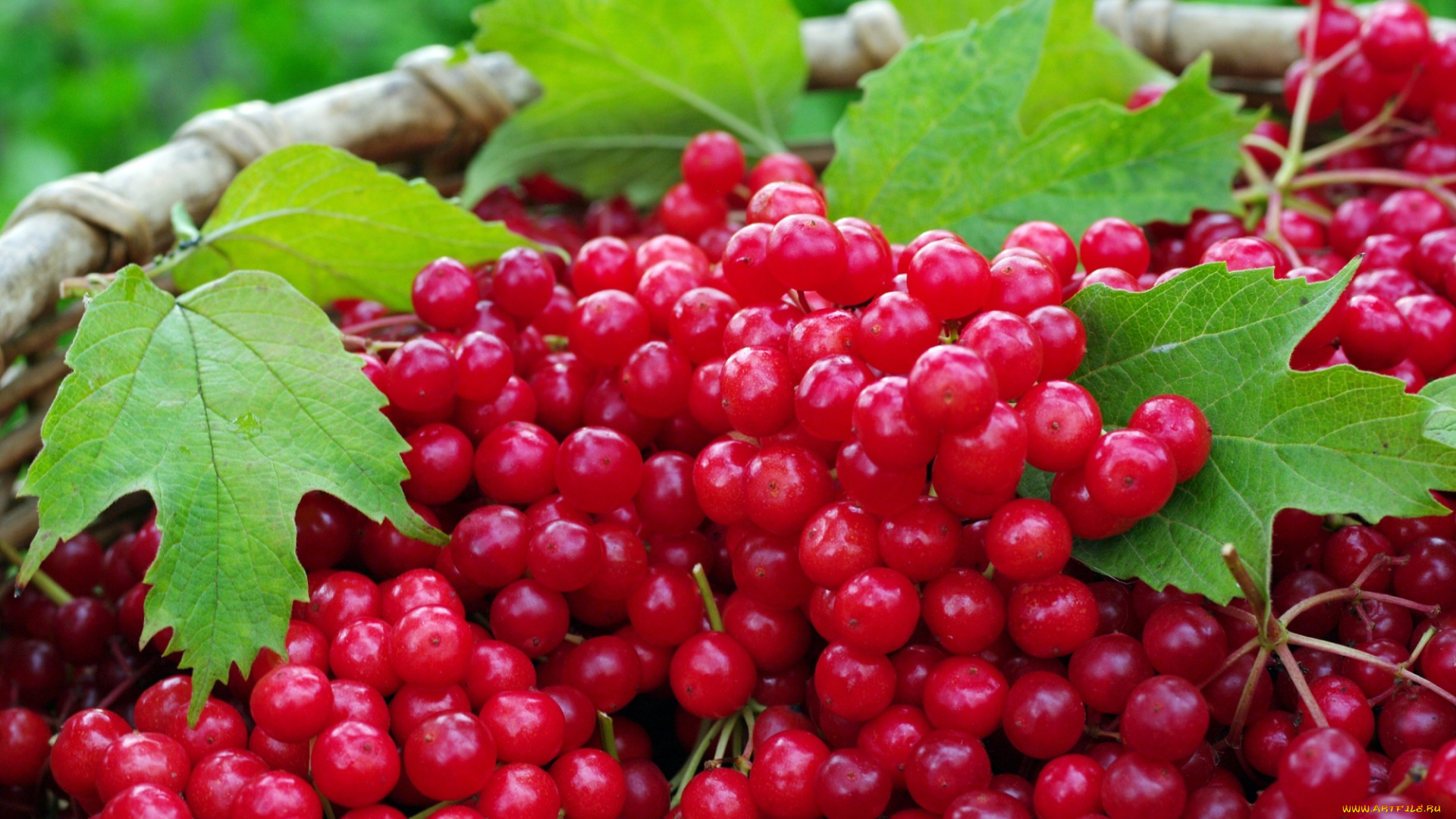 еда, калина