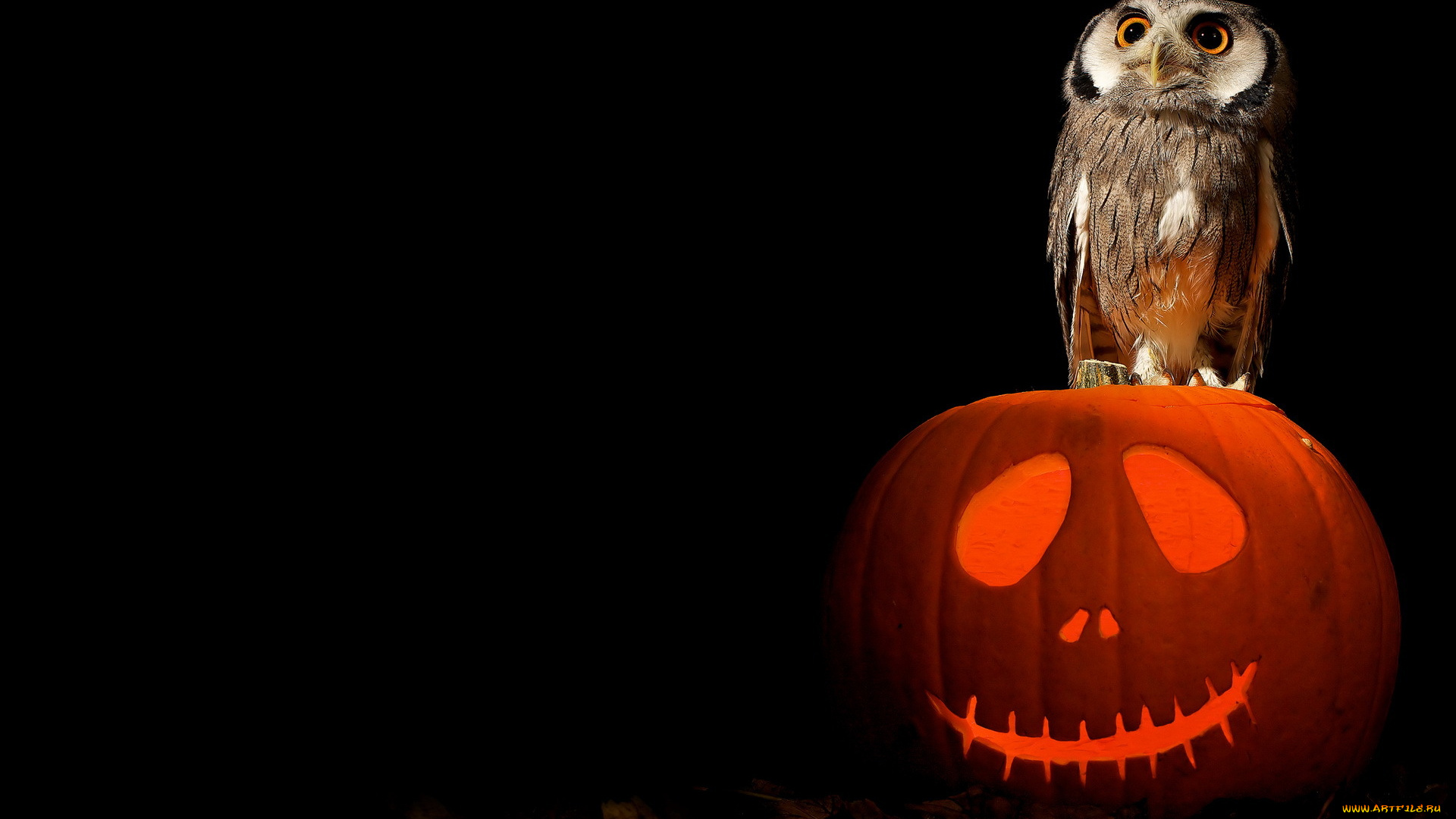 праздничные, хэллоуин, halloween, owl, art, pumpkin