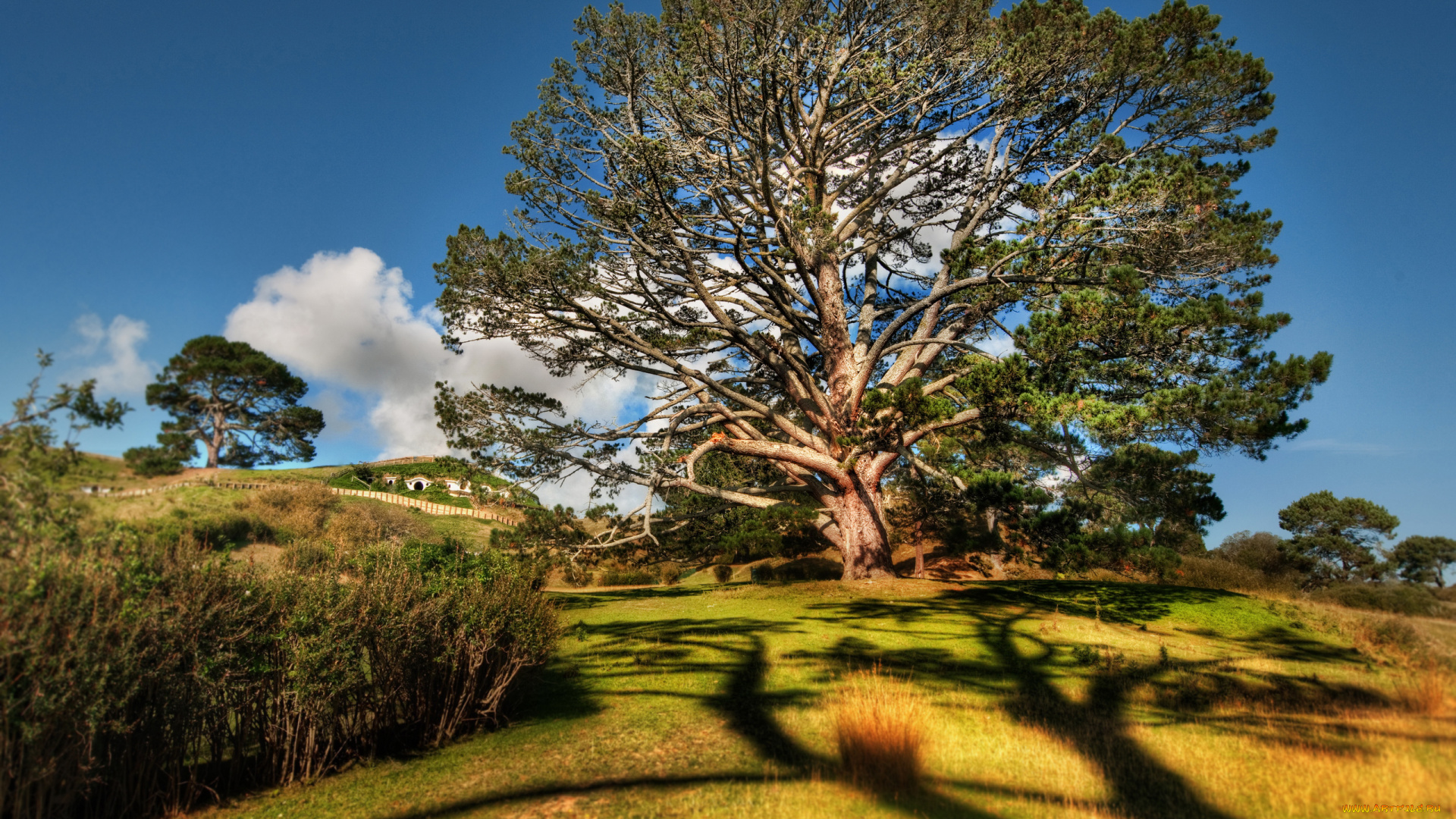 природа, деревья, облака, кусты, тень, дерево