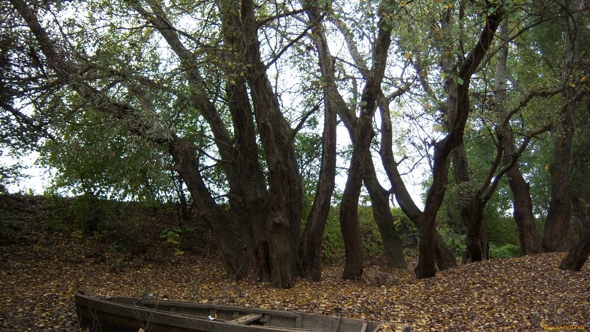 природа, деревья, пейзаж