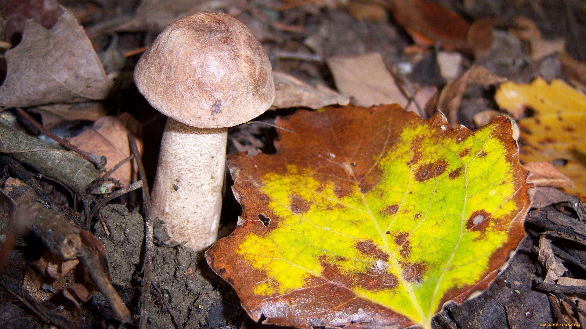 природа, грибы