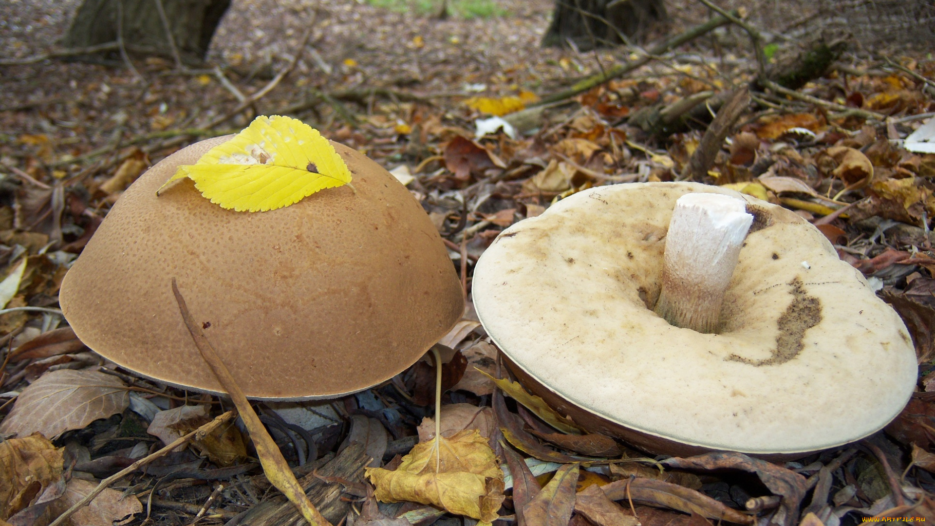 природа, грибы