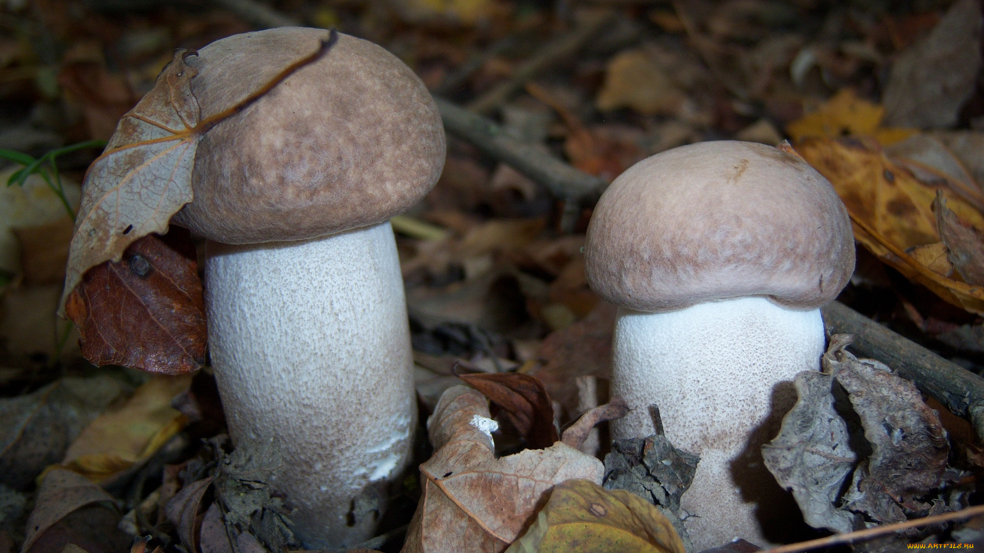 природа, грибы