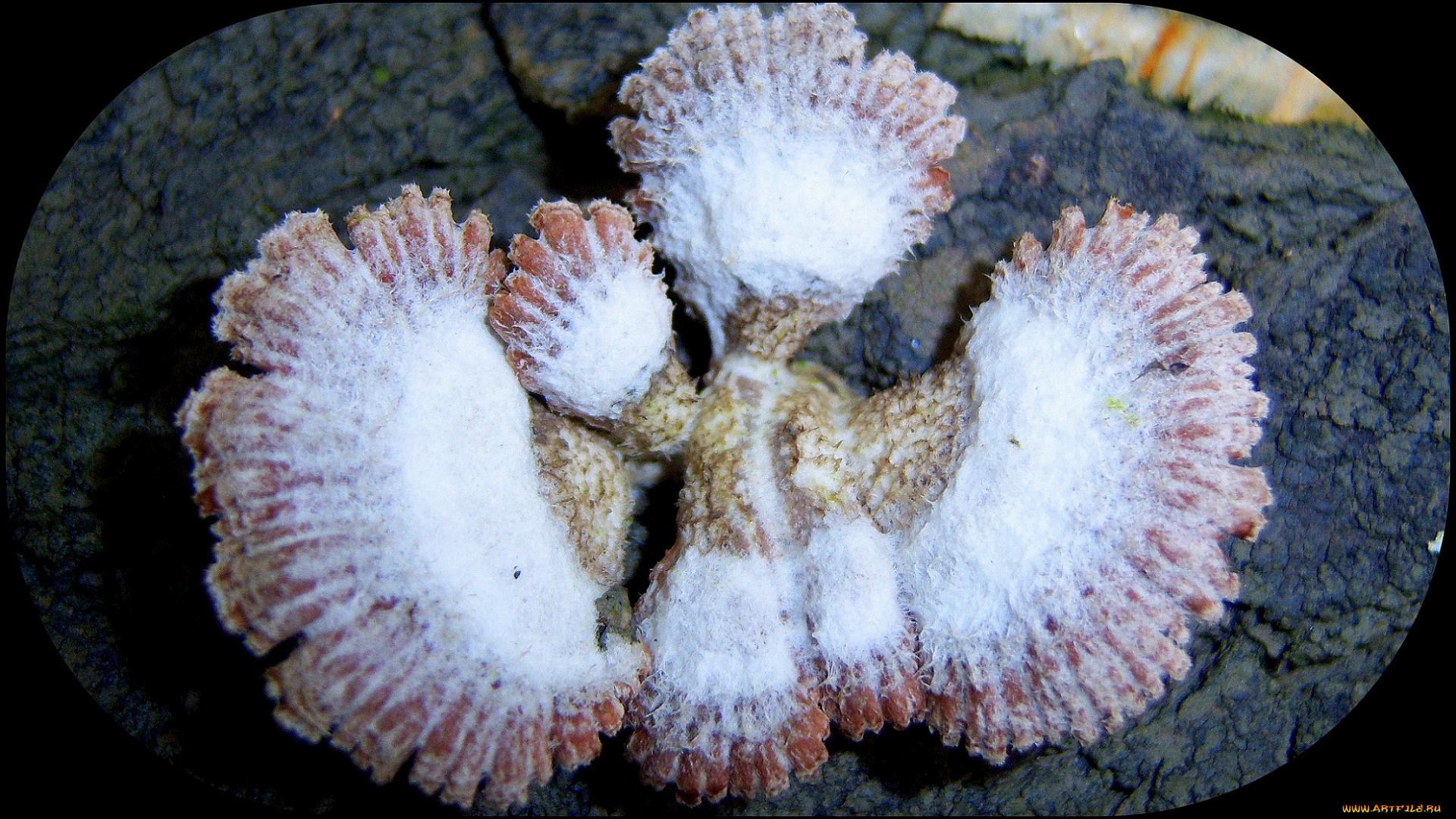 природа, грибы, серенький, грибок