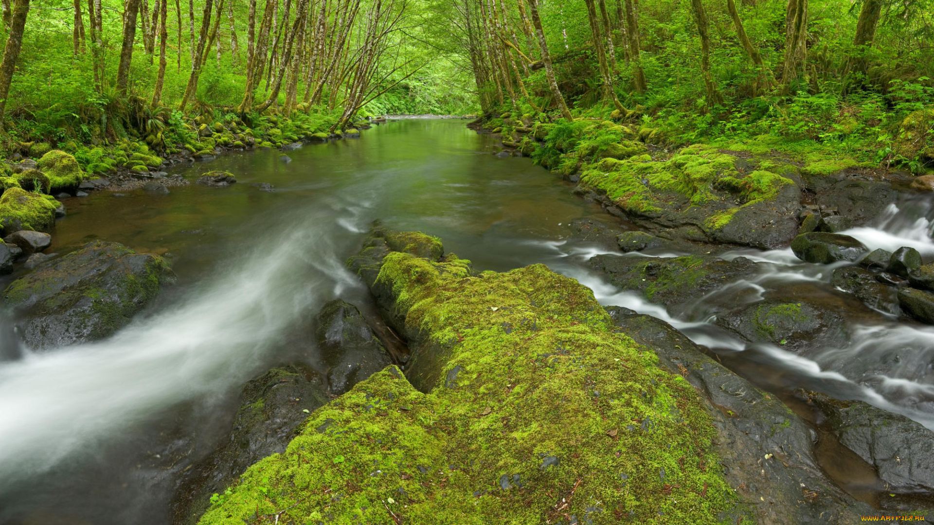 природа, реки, озера, река, лес, деревья, мох