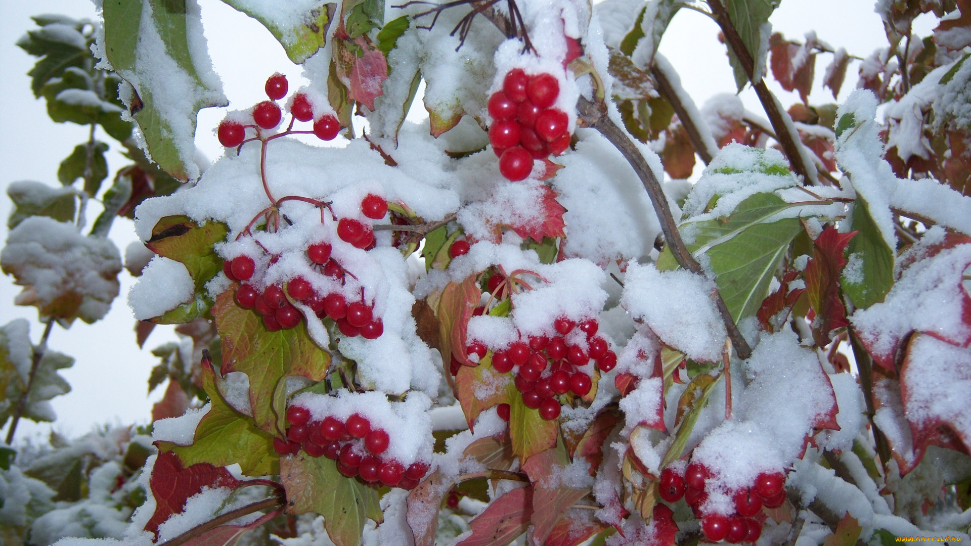 природа, Ягоды, калина, снег, зима